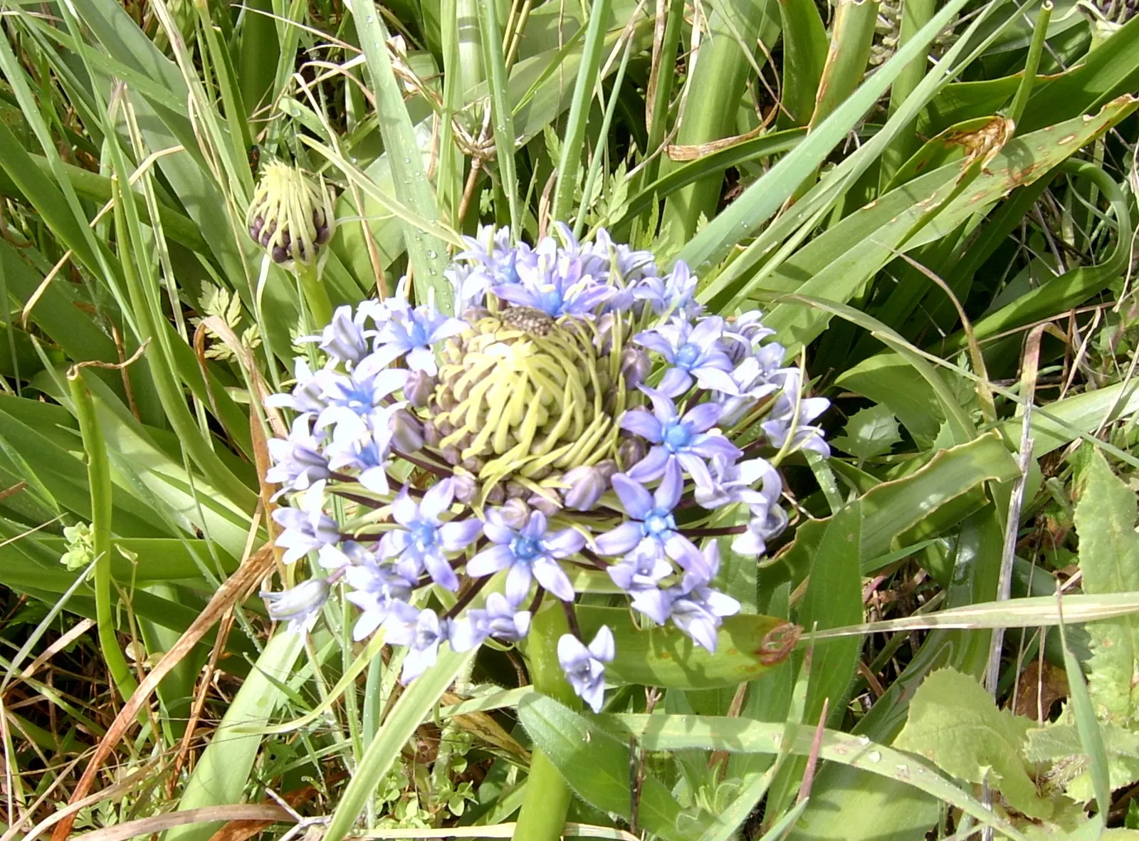 Peruvian Scilla (Scilla Peruviana) — blue and purple flowers in the garden; the plant spans roughly 8-12 inches wide with broad, image 64