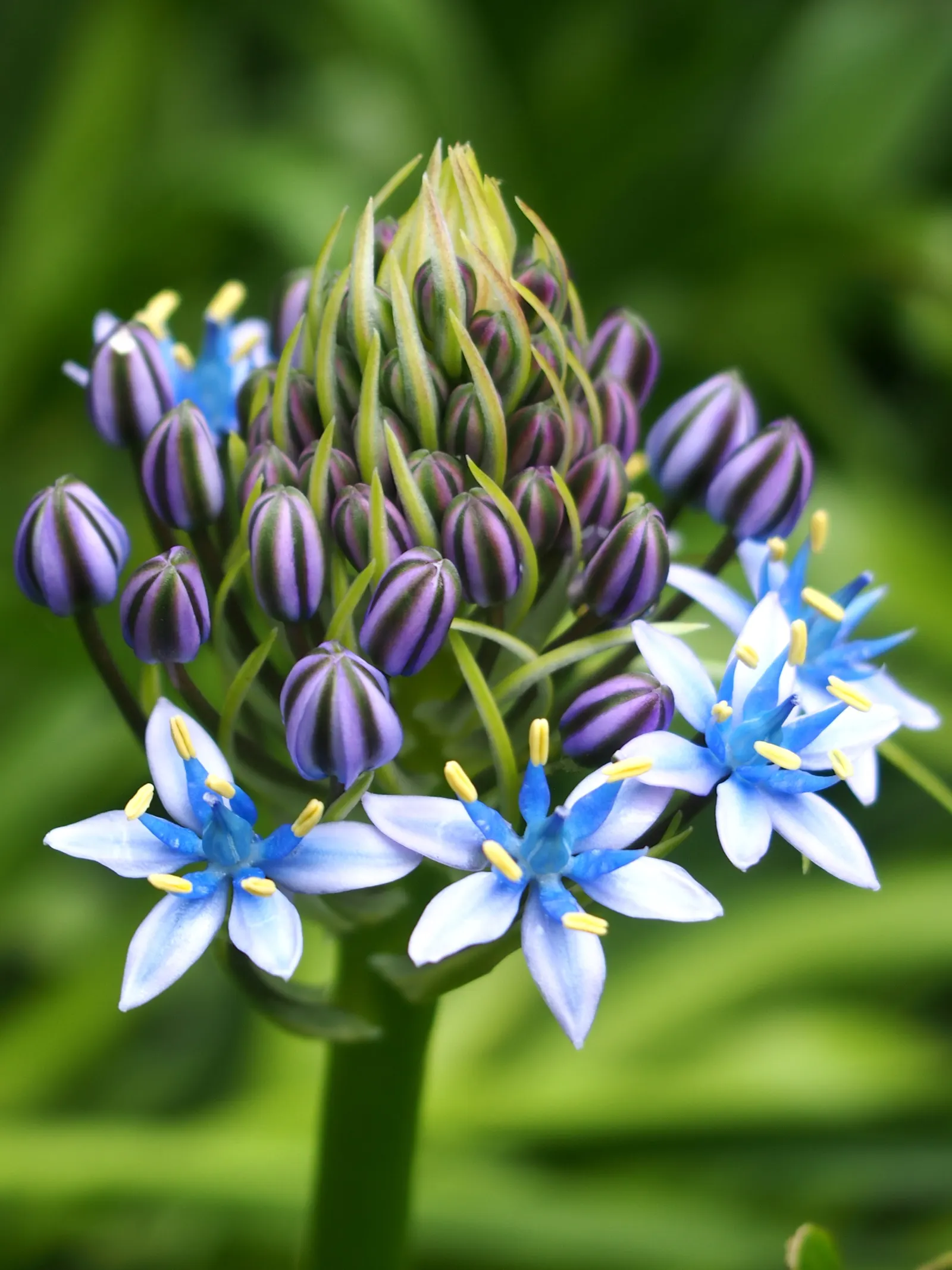 Peruvian Scilla (Scilla Peruviana) — providing a bold and eye-catching display during this time.<br><br>The foliage consists of a rosette of lush