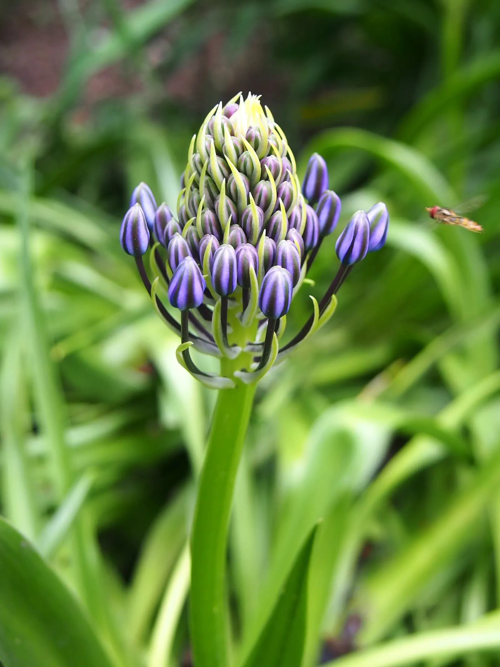 Peruvian Scilla (Scilla Peruviana) — conical clusters of star-shaped; deep blue to violet flowers