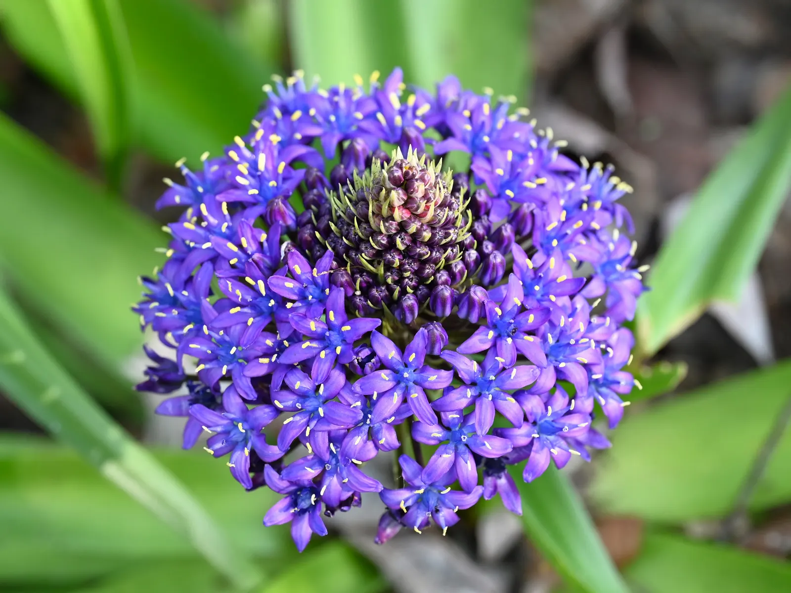 Peruvian Scilla (Scilla Peruviana) — erect stalks reaching up to 12-18 inches in height; which are a deep green and can grow up to 12-18 inches in, image 56