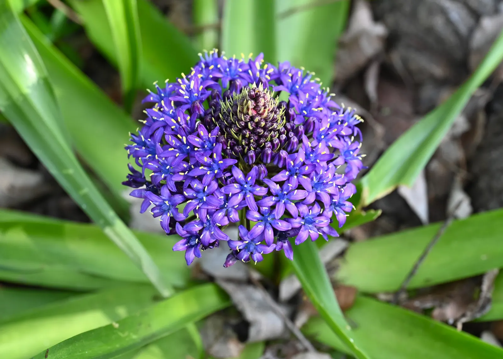 Peruvian Scilla (Scilla Peruviana) — commonly referred to as the Peruvian Scilla or Portuguese Squill; is a striking bulbous perennial that offers, image 74