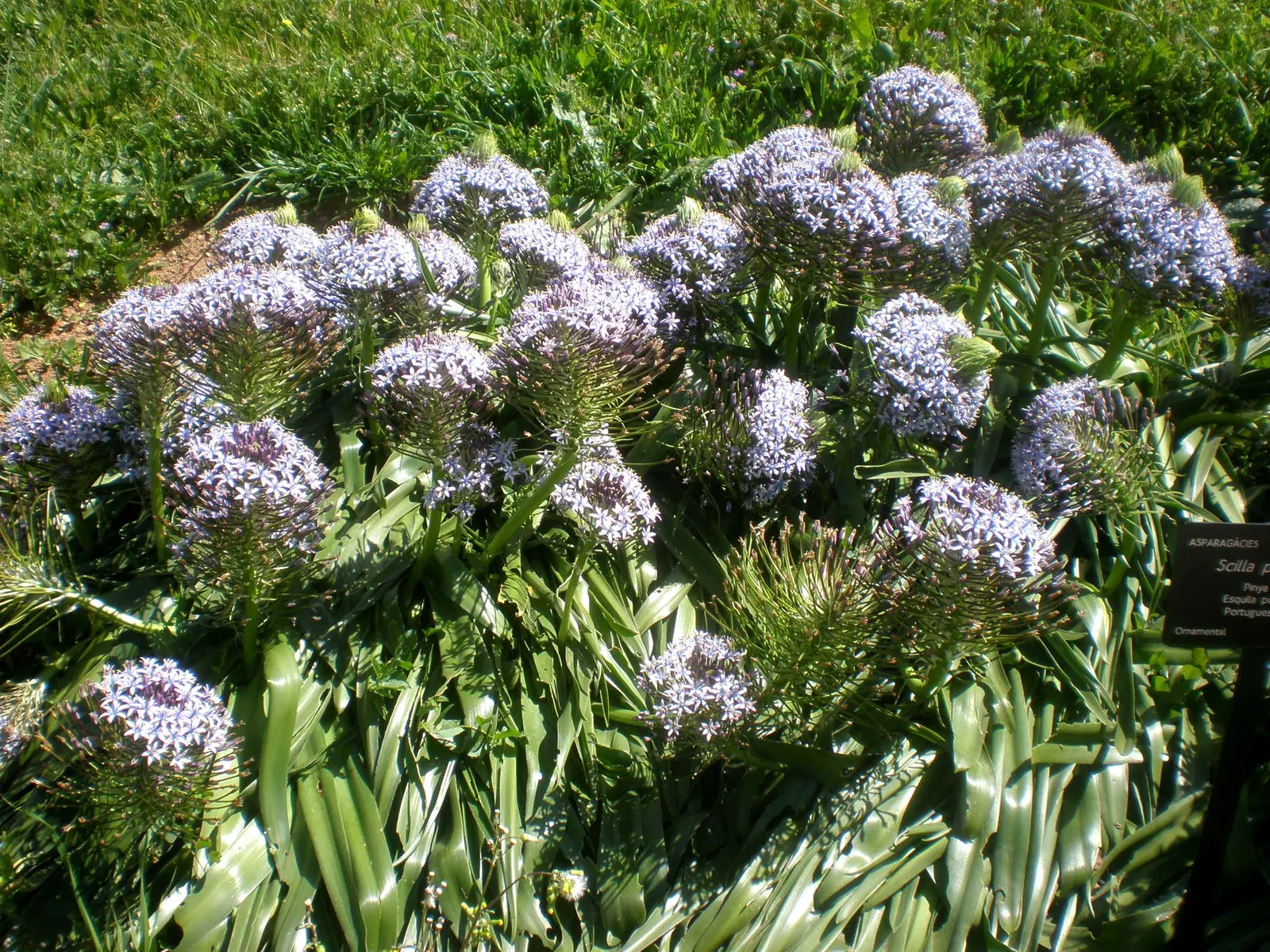 Peruvian Scilla (Scilla Peruviana) — providing a bold and eye-catching display during this time.<br><br>The foliage consists of a rosette of lush, image 58