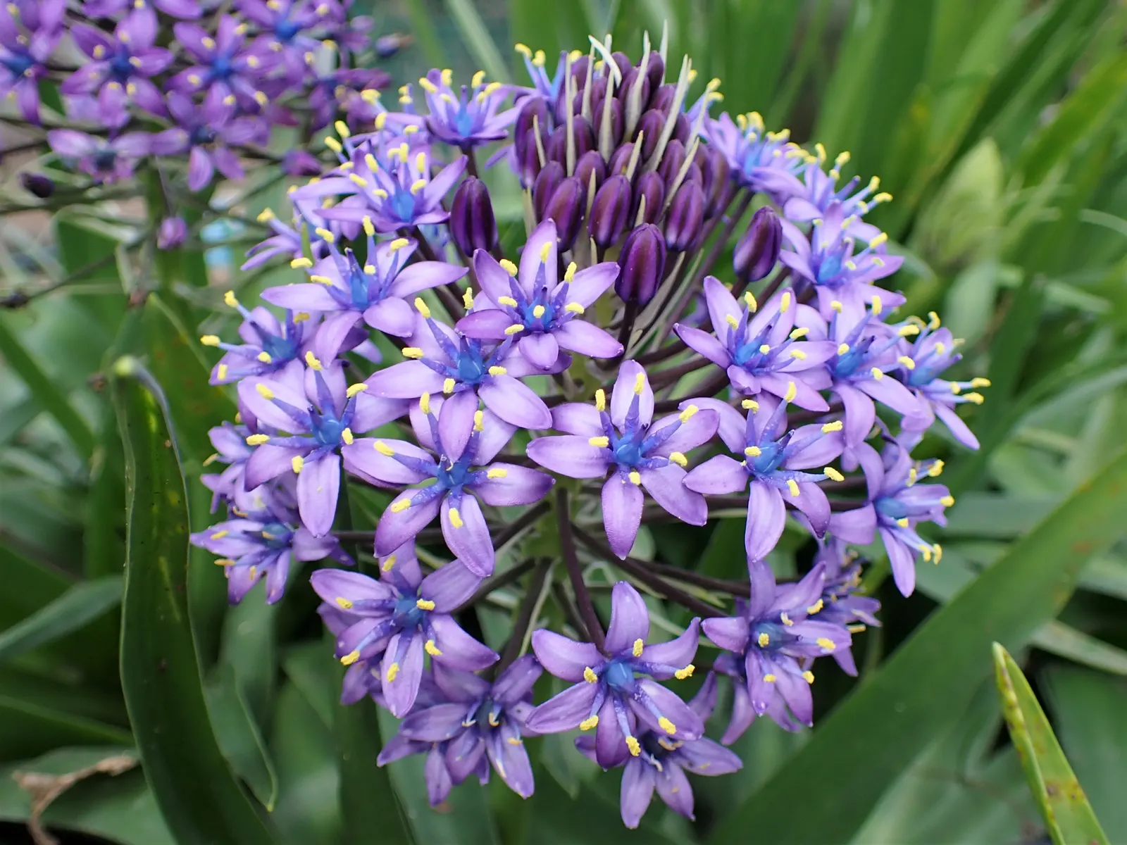 Peruvian Scilla (Scilla Peruviana) — Native to the western Mediterranean; scilla peruviana, commonly known as Peruvian Scilla, is a striking, image 76