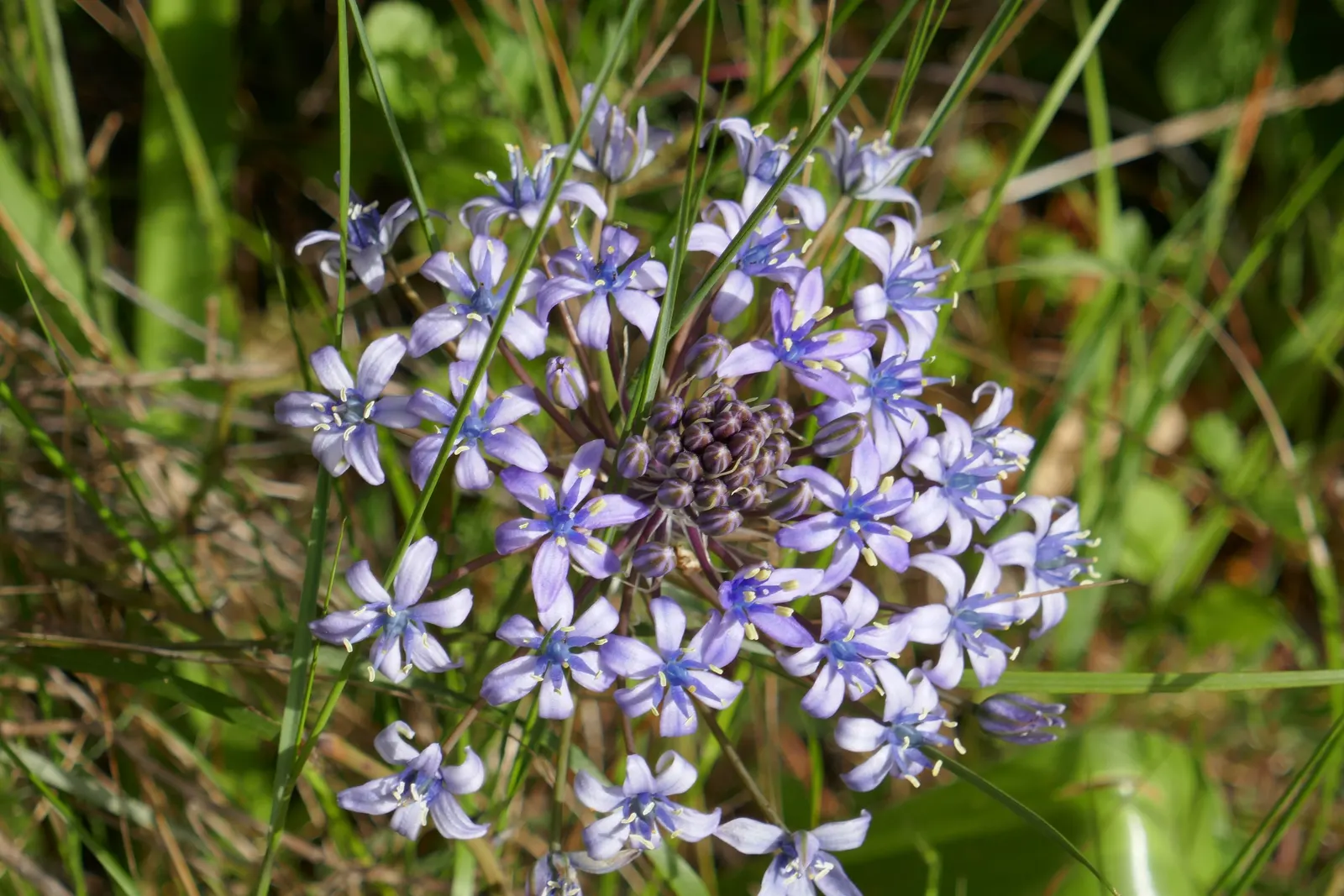 Peruvian Scilla (Scilla Peruviana) — the plant spans roughly 8-12 inches wide with broad; native to the western Mediterranean, image 49