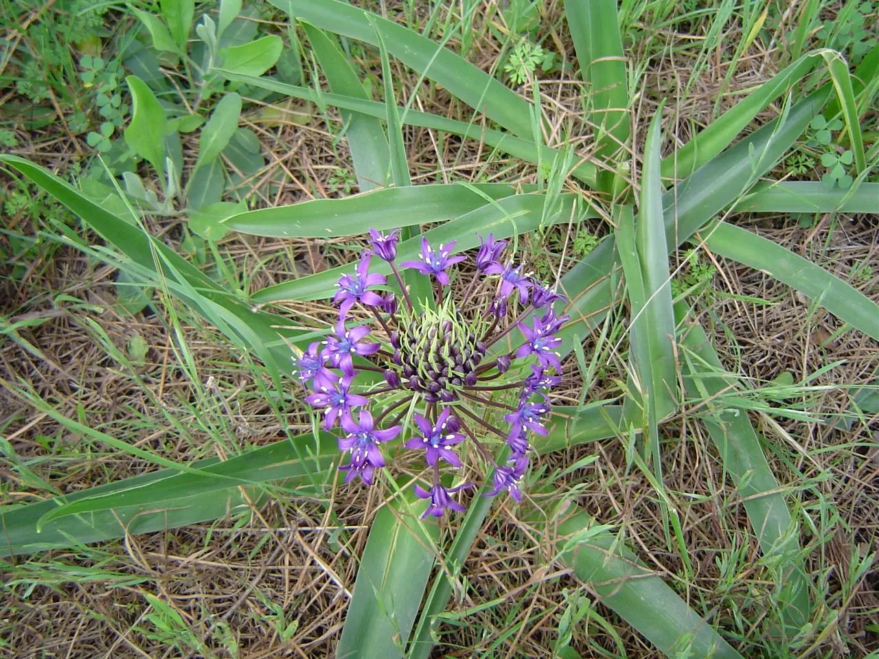 Peruvian Scilla (Scilla Peruviana) — erect stalks reaching up to 12-18 inches in height