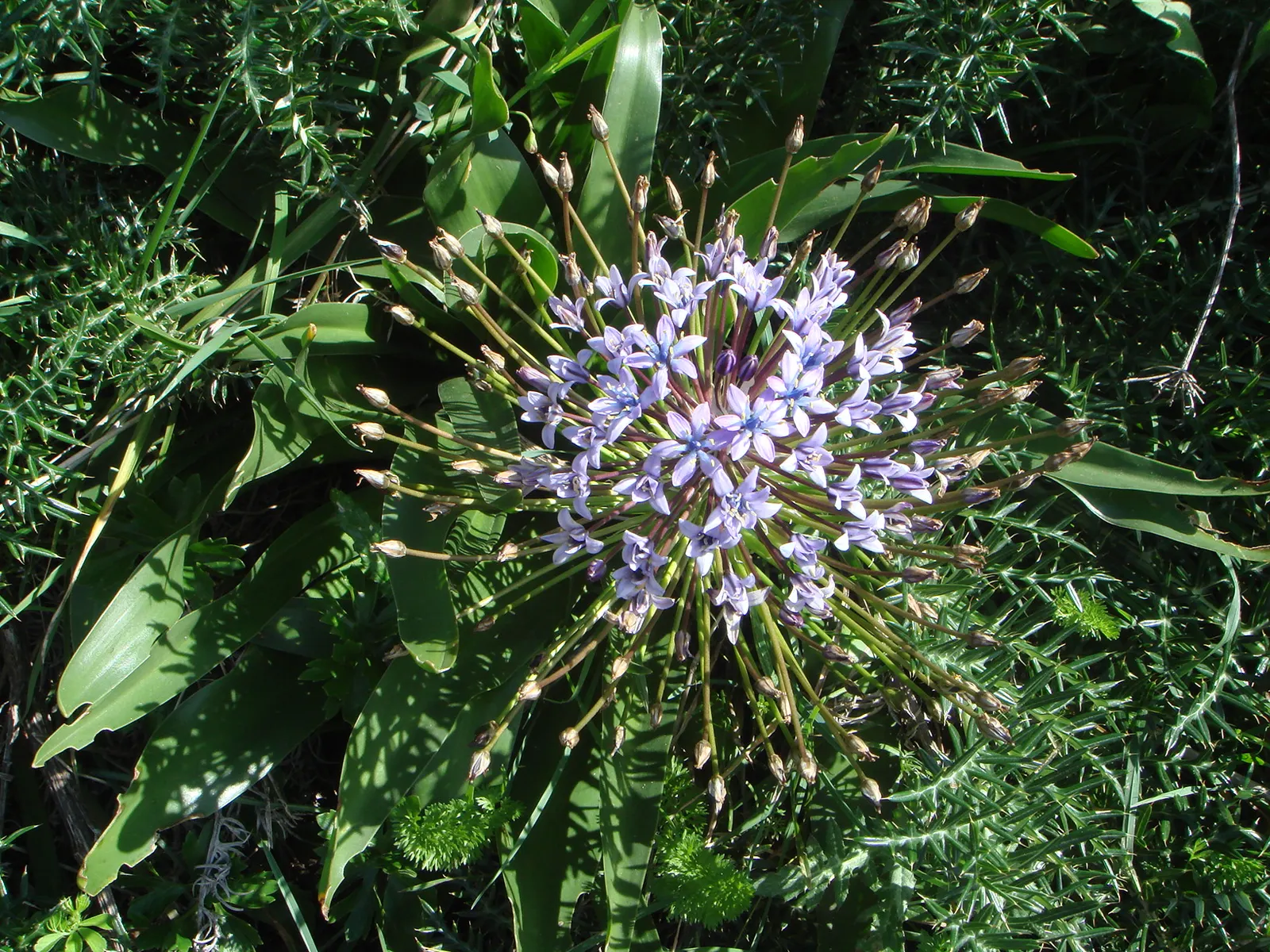 Peruvian Scilla (Scilla Peruviana) — The bloom period typically occurs in late spring to early summer; bulb / perennial for full or half