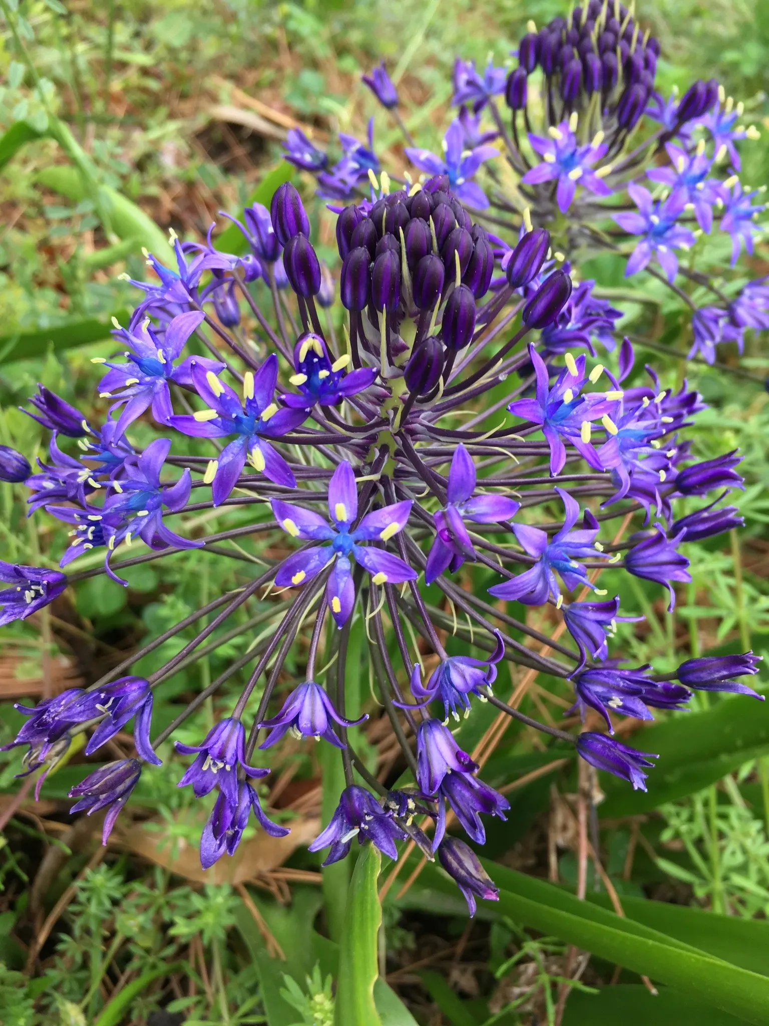 Peruvian Scilla (Scilla Peruviana) — deep blue to violet flowers; commonly referred to as the Peruvian Scilla or Portuguese Squill