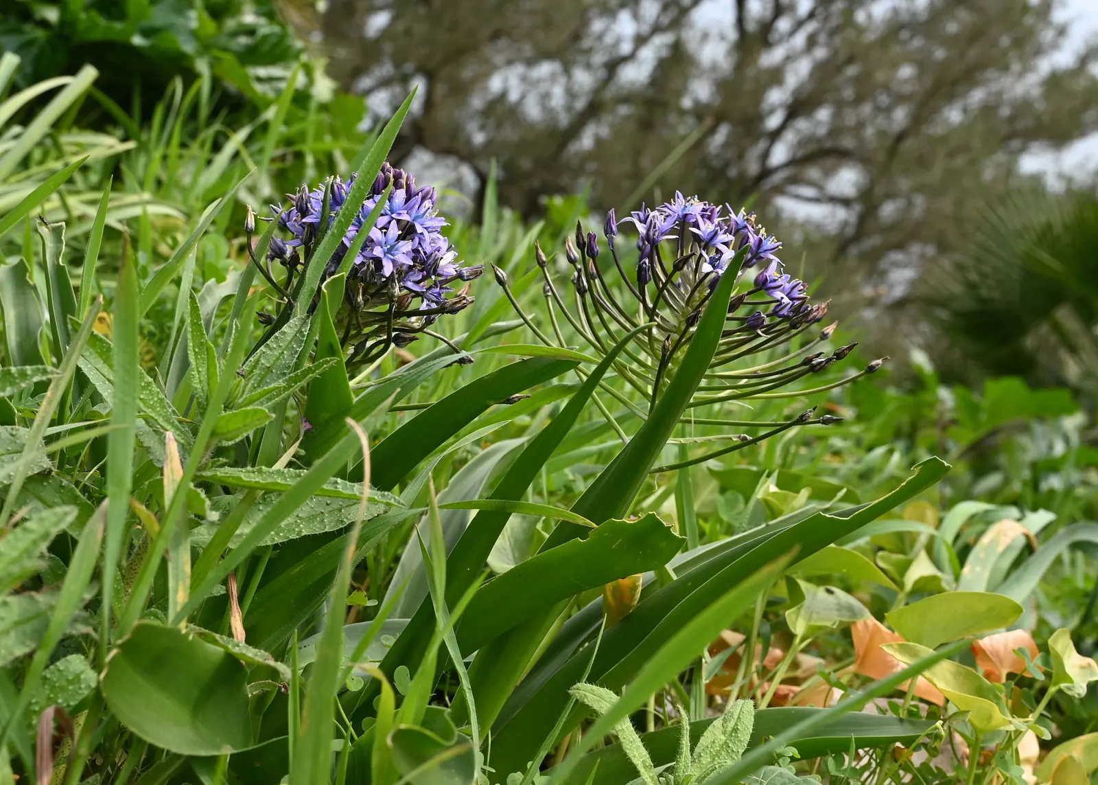 Peruvian Scilla (Scilla Peruviana) — is a striking bulbous perennial that offers a touch of vibrant color and unique texture to any garden, image 53