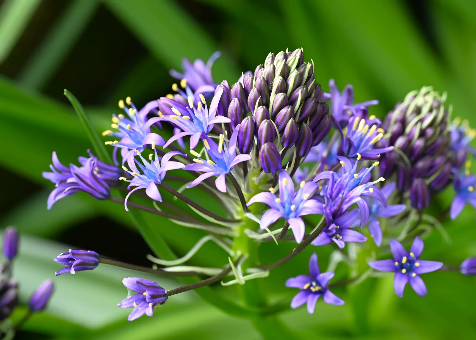 Peruvian Scilla (Scilla Peruviana) — providing a bold and eye-catching display during this time.<br><br>The foliage consists of a rosette of lush, image 80