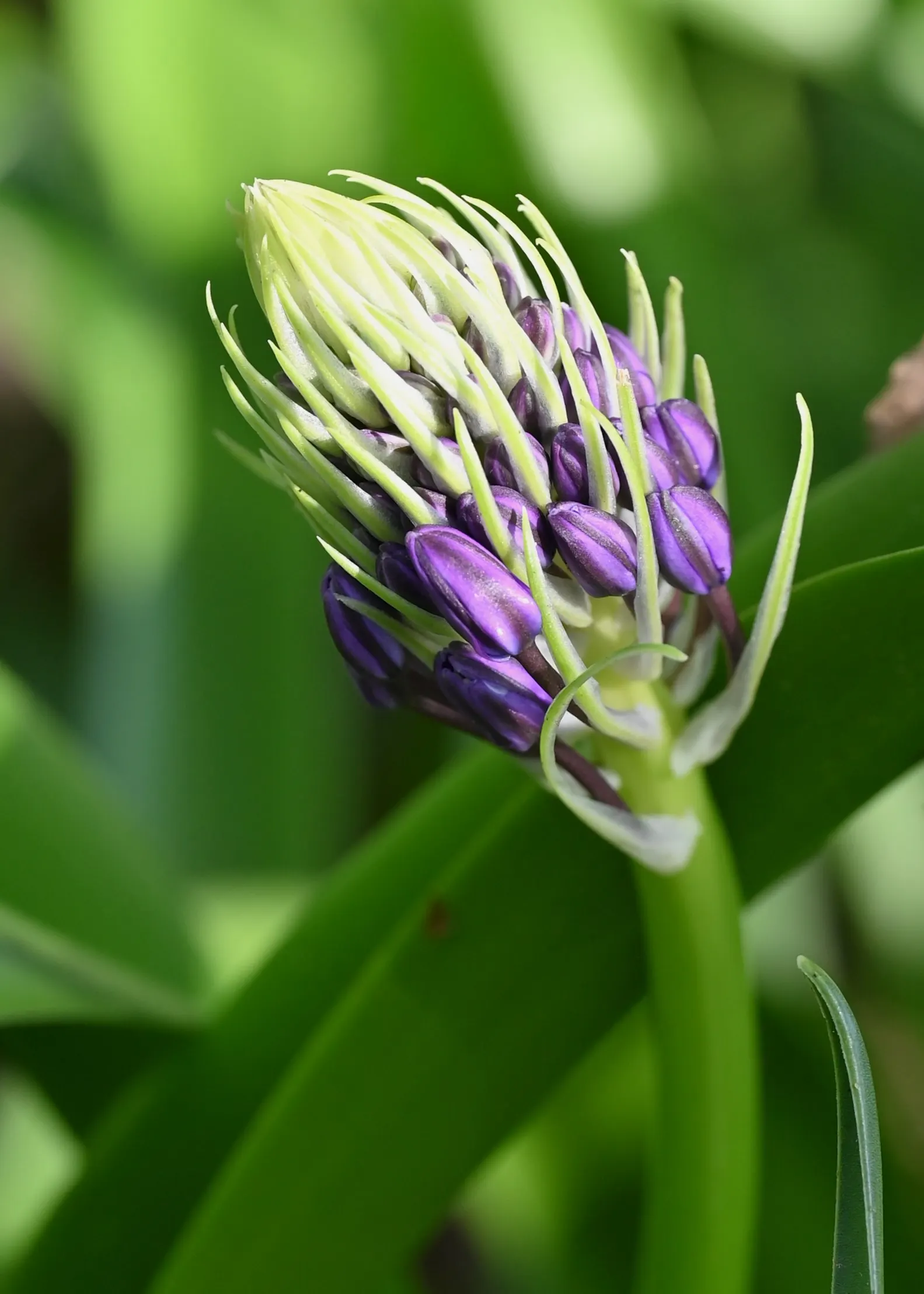 Peruvian Scilla (Scilla Peruviana) — bulb / perennial for full or half