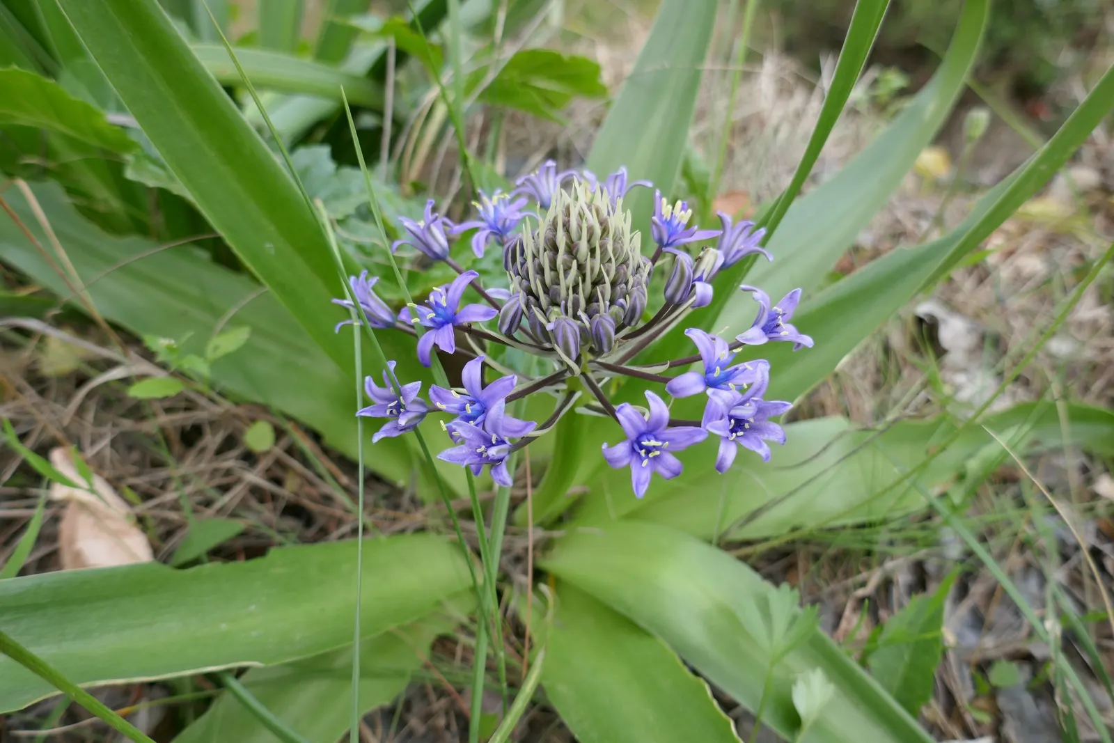 Peruvian Scilla (Scilla Peruviana) — is a striking bulbous perennial that offers a touch of vibrant color and unique texture to any garden, image 75