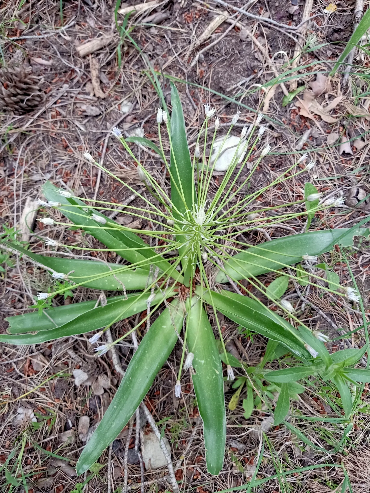Peruvian Scilla (Scilla Peruviana) — bulb / perennial with blue and purple blooms; erect stalks reaching up to 12-18 inches in height, image 65