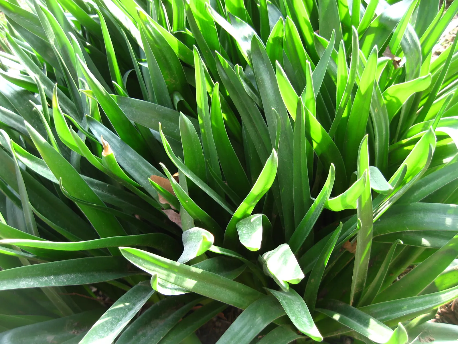 Peruvian Scilla (Scilla Peruviana) — bulb / perennial for full or half; this plant requires very little maintenance