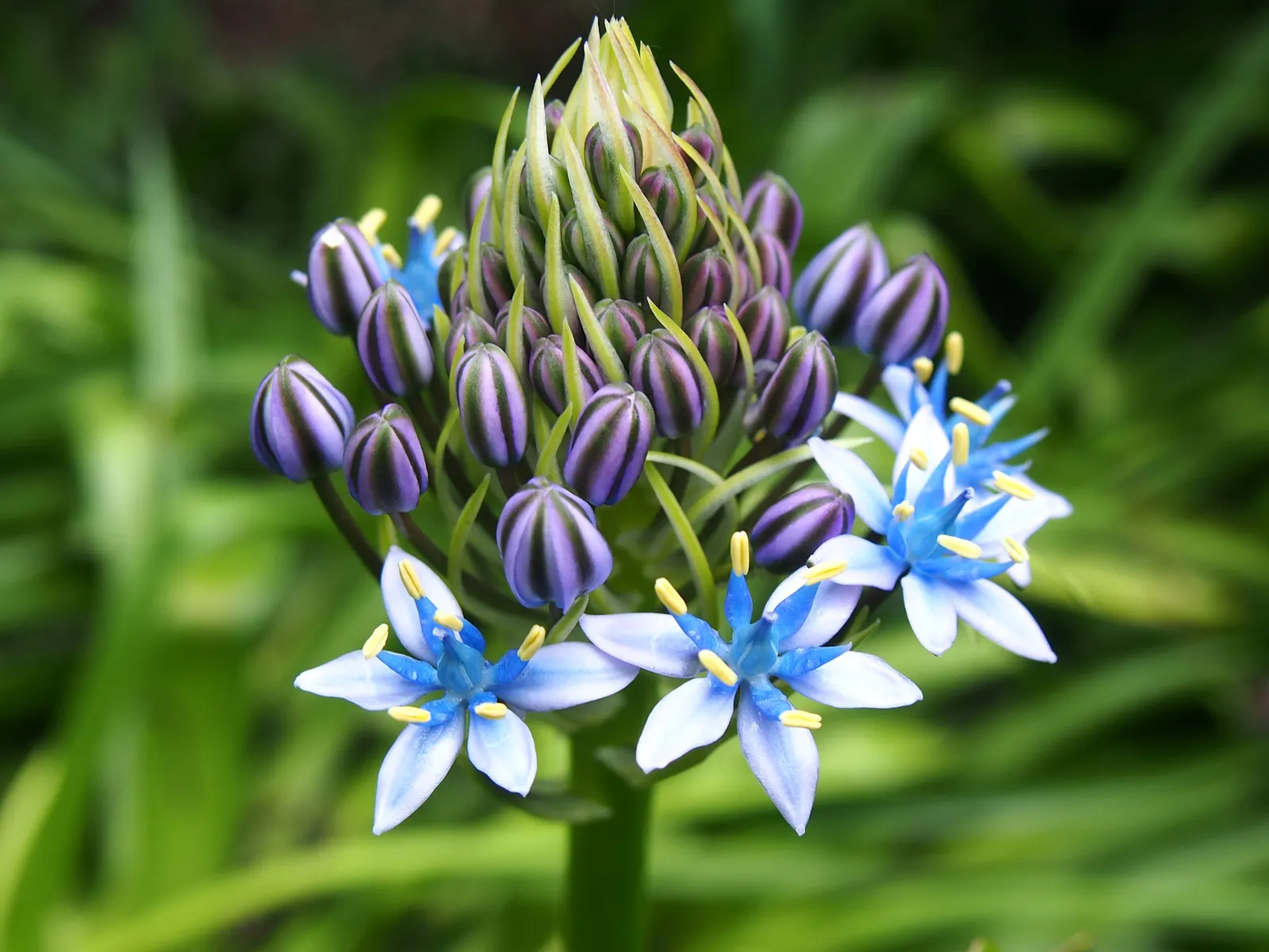 Peruvian Scilla (Scilla Peruviana) — bulb / perennial with blue and purple blooms; erect stalks reaching up to 12-18 inches in height