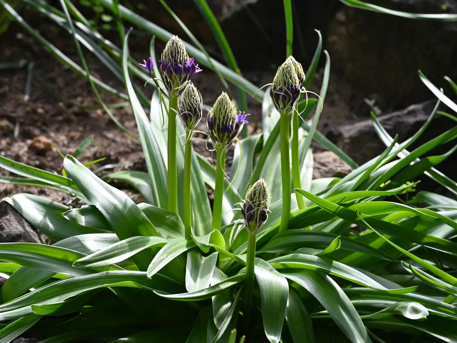 Peruvian Scilla (Scilla Peruviana) — commonly referred to as the Peruvian Scilla or Portuguese Squill