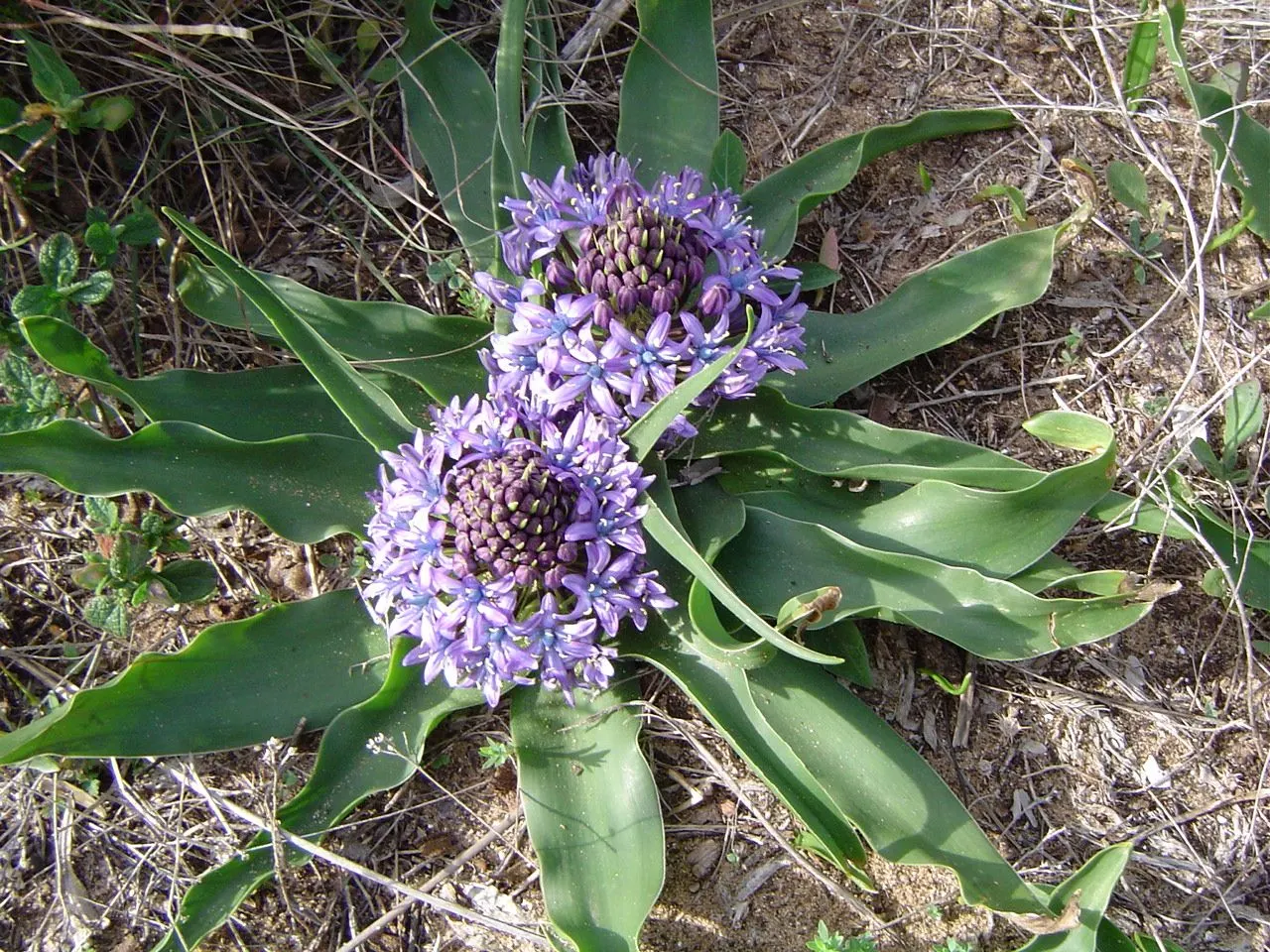Peruvian Scilla (Scilla Peruviana) — although it is fairly drought-tolerant once established; bulb / perennial with blue and purple blooms, image 82