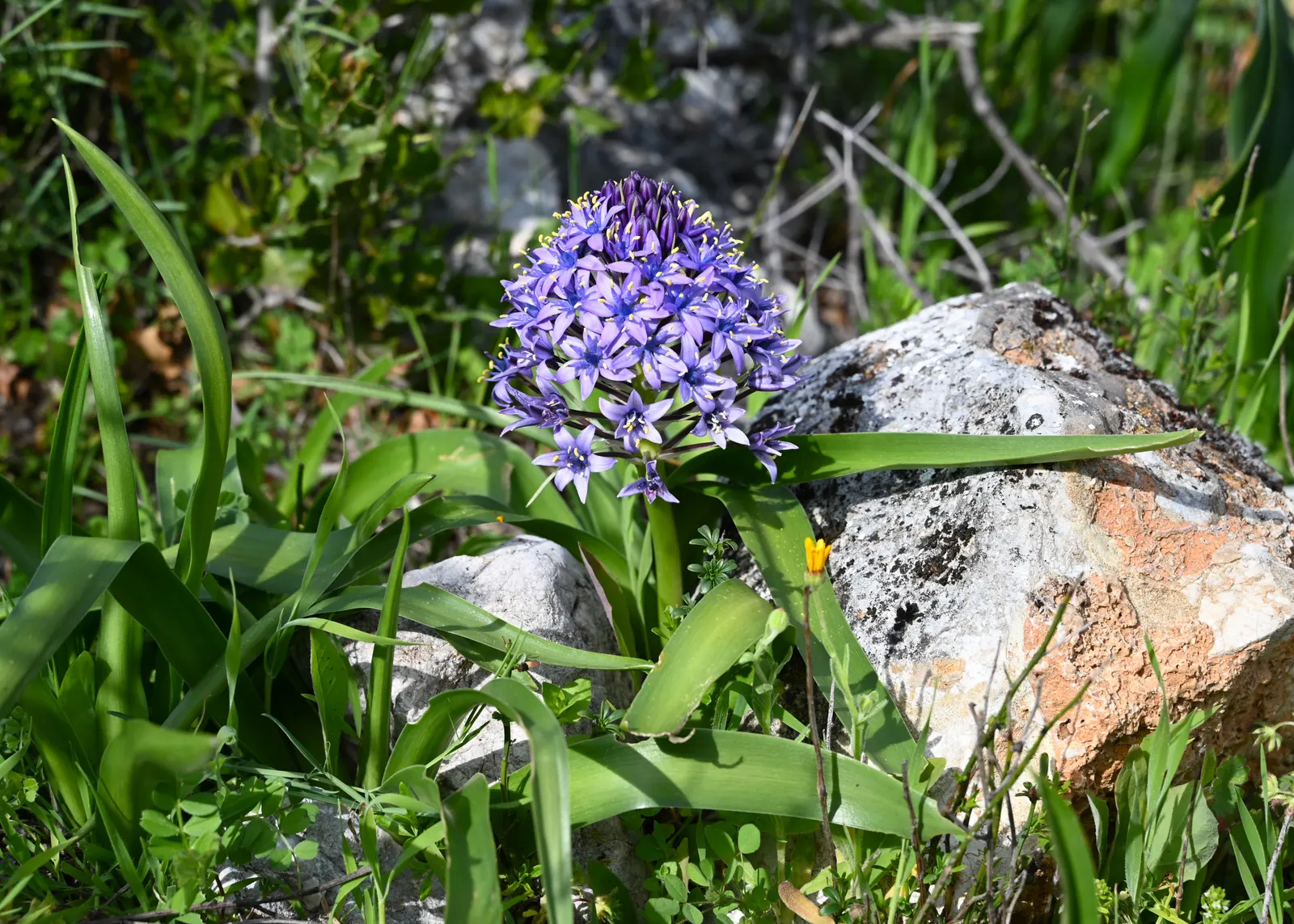 Peruvian Scilla (Scilla Peruviana) — ideal for borders and container gardening; conical clusters of star-shaped, image 51