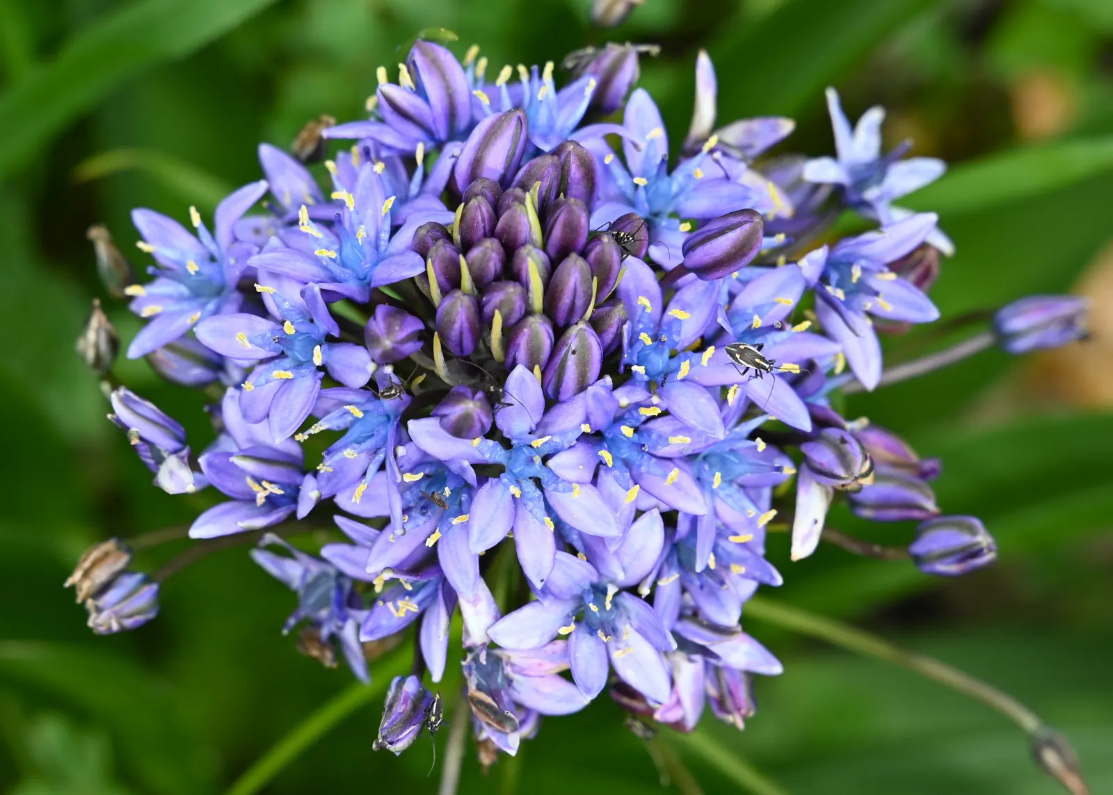 Peruvian Scilla (Scilla Peruviana) — This frost-tender beauty thrives in full sun to partial shade and well-drained soil; it offers an ideal choice for
