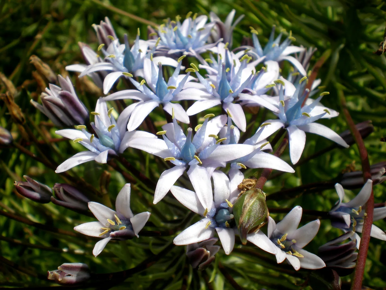 Peruvian Scilla (Scilla Peruviana) — Native to the western Mediterranean; scilla peruviana, commonly known as Peruvian Scilla, is a striking, image 54