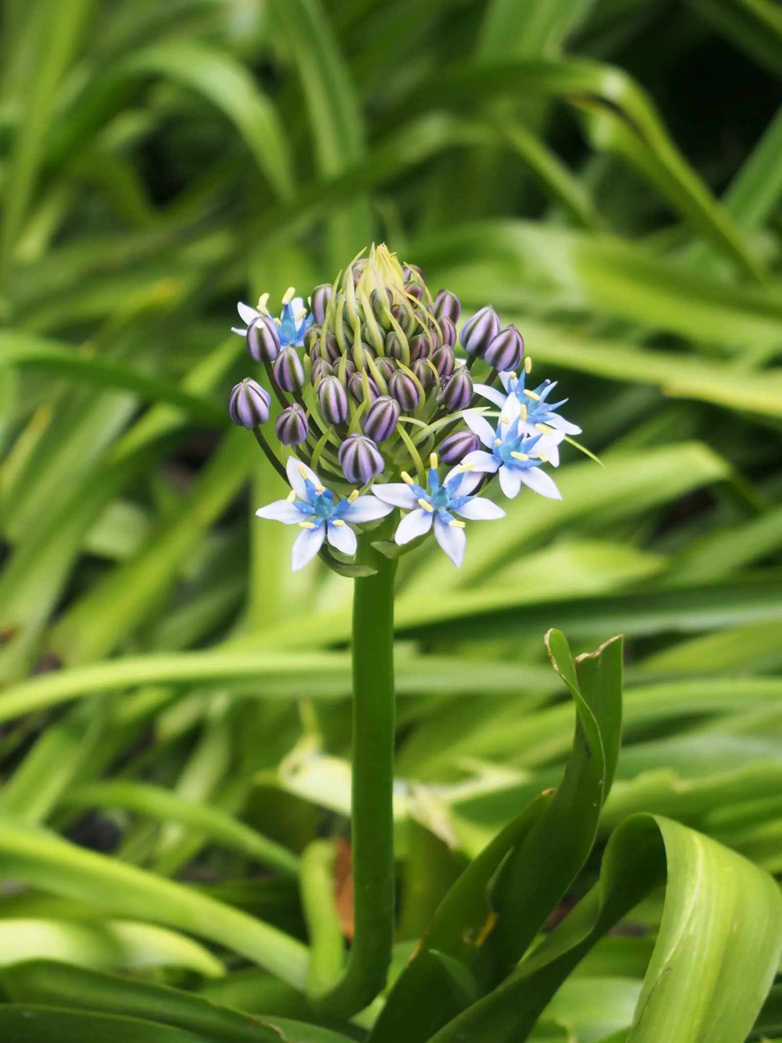 Peruvian Scilla (Scilla Peruviana) — ideal for borders and container gardening