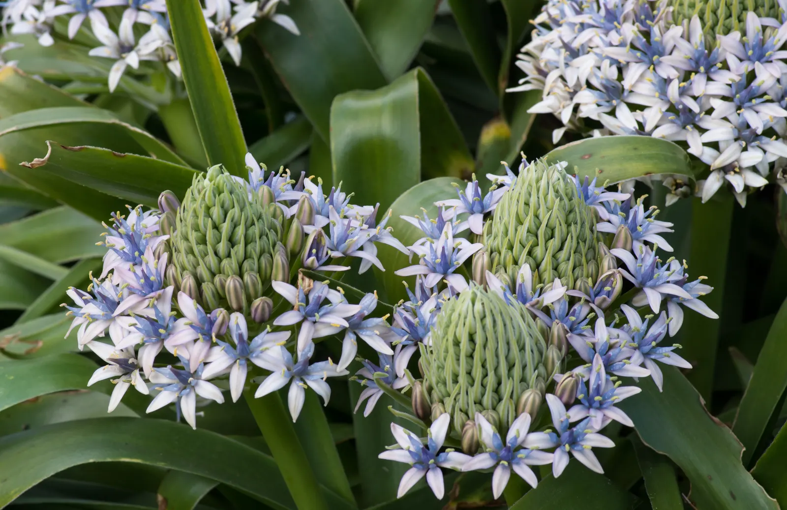 Peruvian Scilla (Scilla Peruviana) — each cluster reaching up to 6 inches in height; hardy in USDA zones 7b to 10