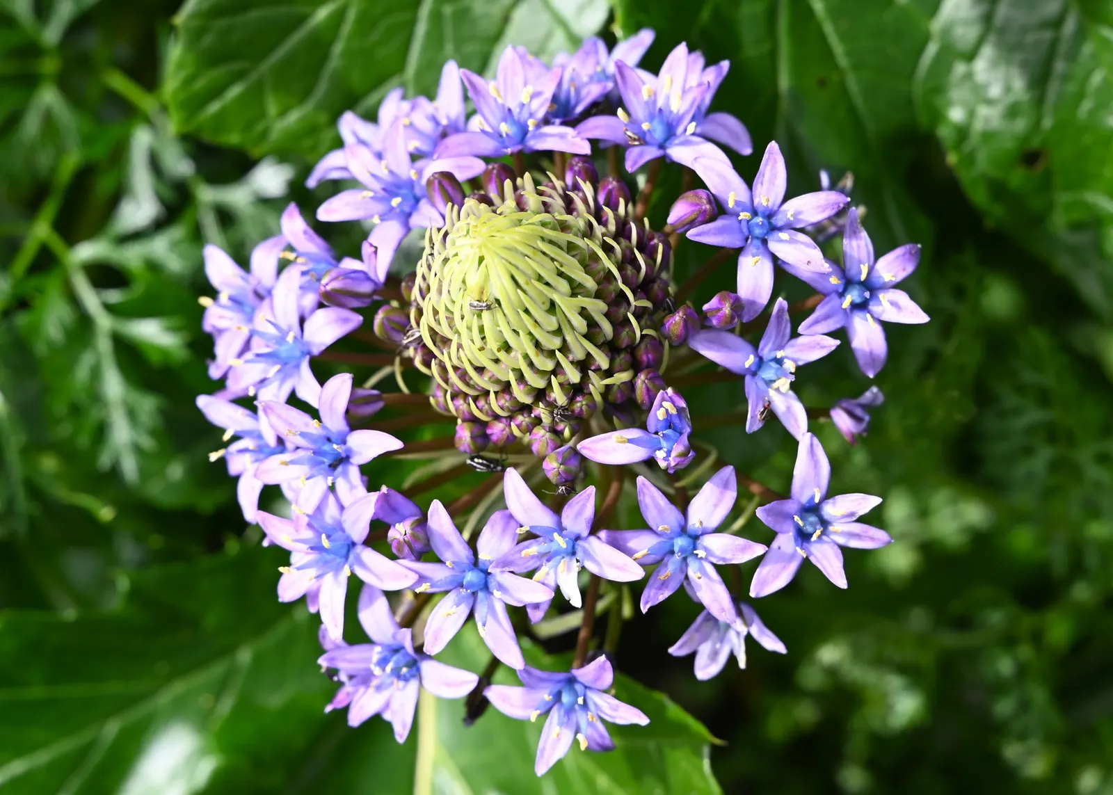 Peruvian Scilla (Scilla Peruviana) — each cluster reaching up to 6 inches in height; hardy in USDA zones 7b to 10, image 47