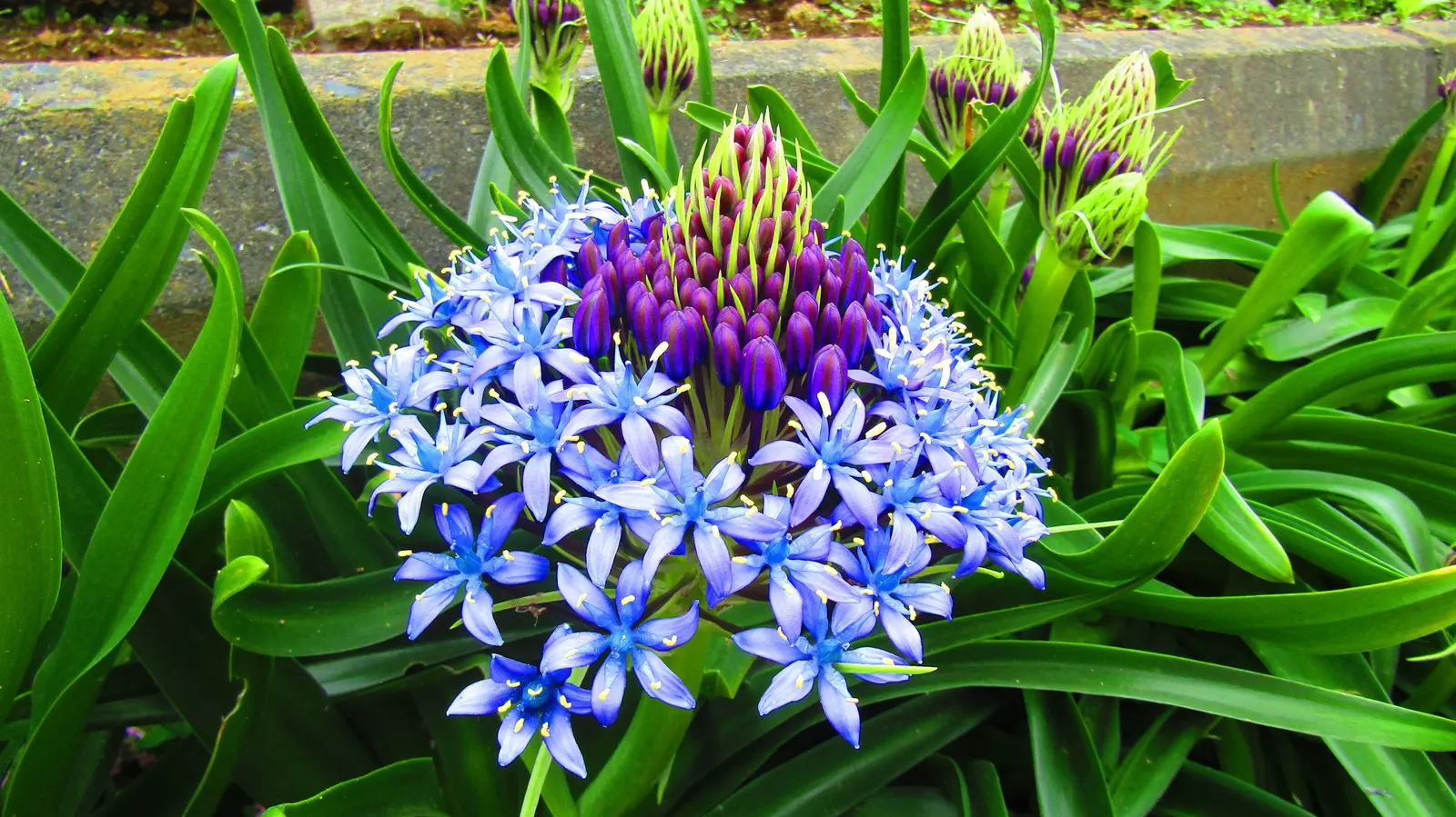 Peruvian Scilla (Scilla Peruviana) — bulb / perennial with blue and purple blooms; erect stalks reaching up to 12-18 inches in height, image 87