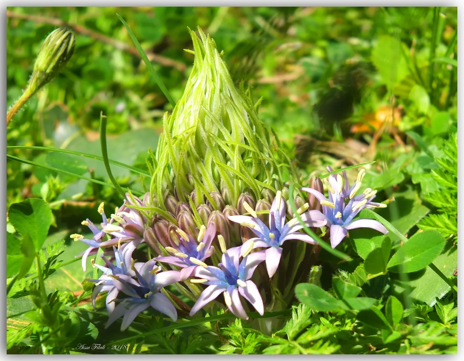 Peruvian Scilla (Scilla Peruviana) — deep blue to violet flowers; commonly referred to as the Peruvian Scilla or Portuguese Squill, image 55