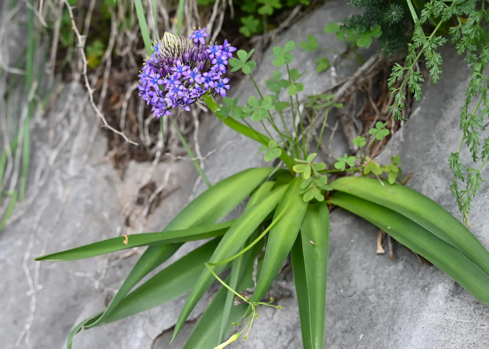 Peruvian Scilla (Scilla Peruviana) — the plant spans roughly 8-12 inches wide with broad; native to the western Mediterranean, image 71