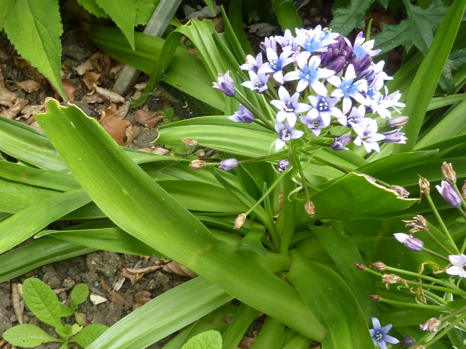 Peruvian Scilla (Scilla Peruviana) — Blooming in late spring to early summer; each cluster reaching up to 6 inches in height, image 70