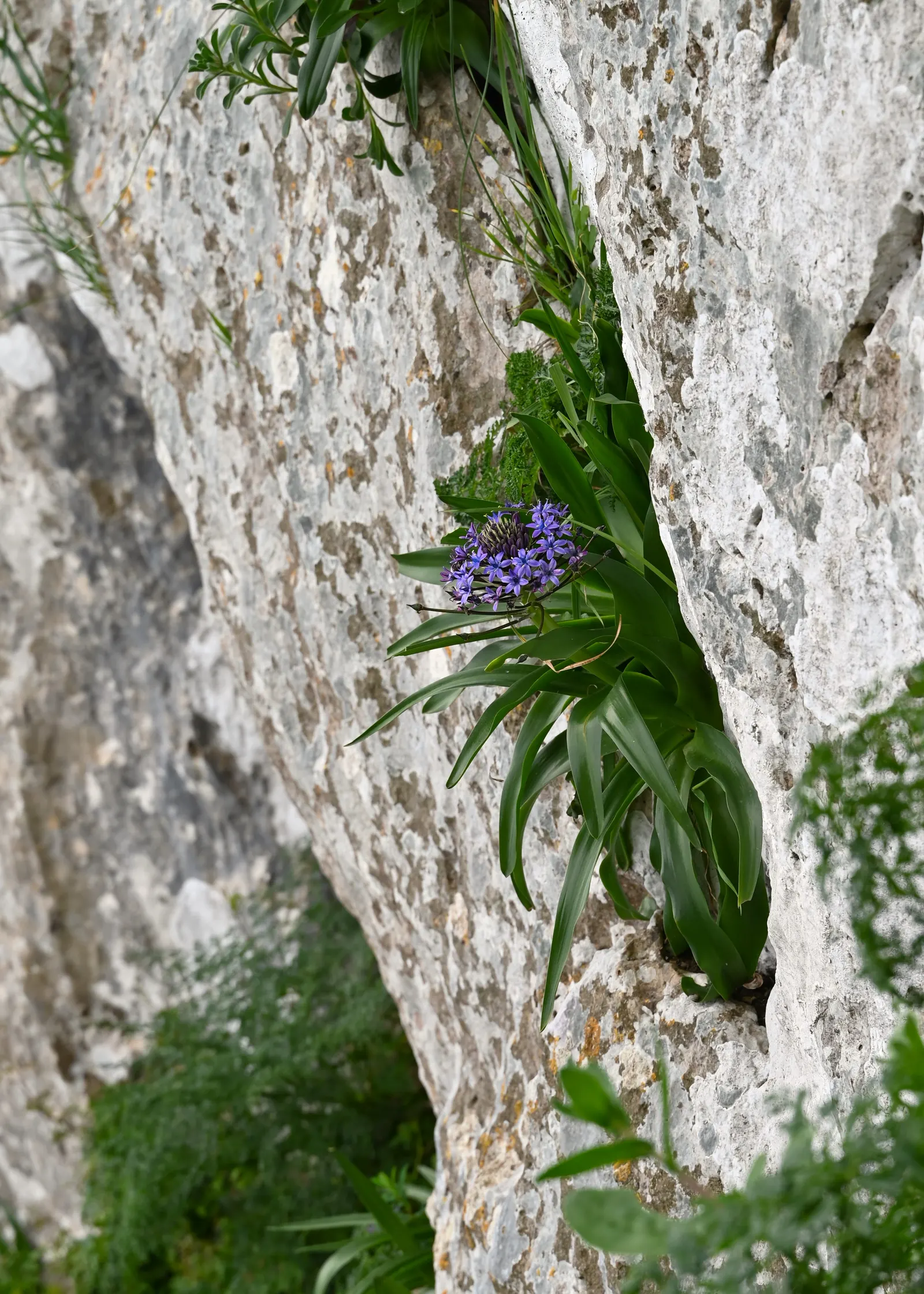 Peruvian Scilla (Scilla Peruviana) — conical clusters of star-shaped