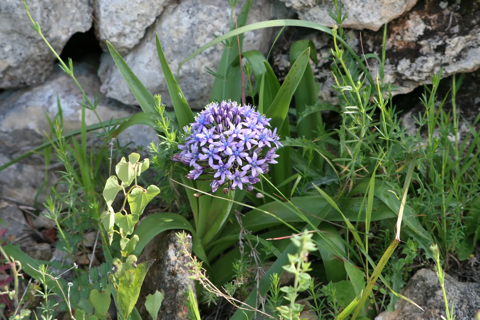 Peruvian Scilla (Scilla Peruviana) — each cluster reaching up to 6 inches in height
