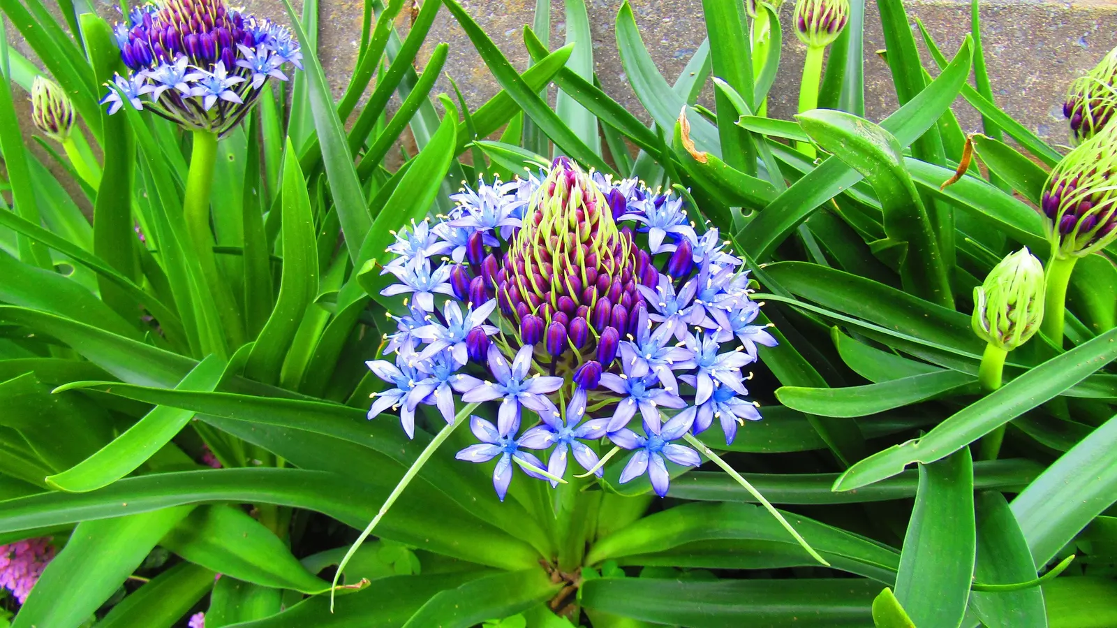 Peruvian Scilla (Scilla Peruviana) — The bloom period typically occurs in late spring to early summer; bulb / perennial for full or half, image 57