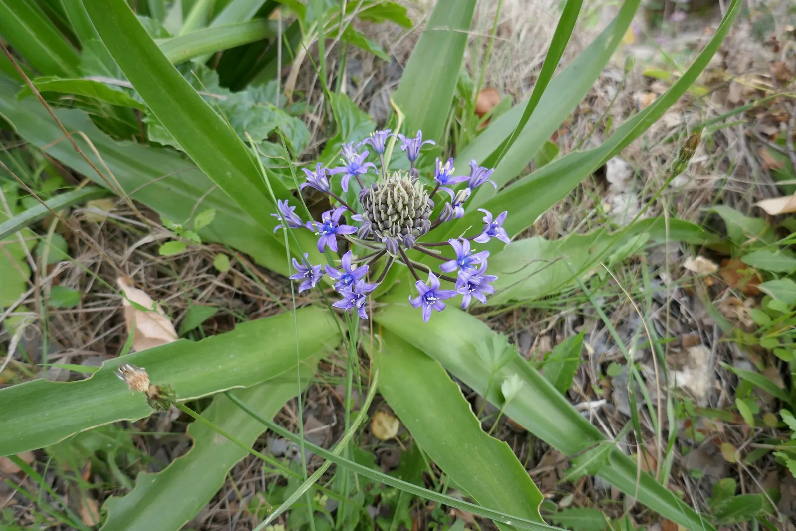 Peruvian Scilla (Scilla Peruviana) — this plant requires very little maintenance; blue and purple flowers in the garden, image 85
