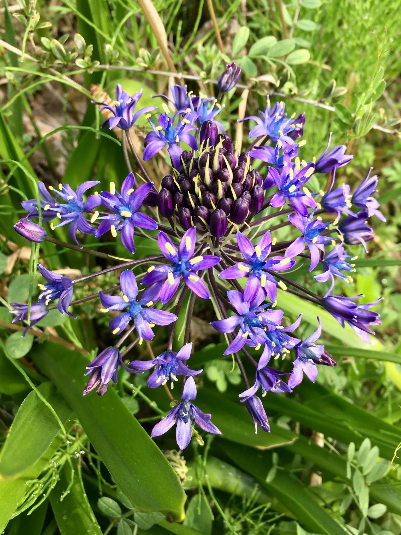 Peruvian Scilla (Scilla Peruviana) — the plant spans roughly 8-12 inches wide with broad; native to the western Mediterranean