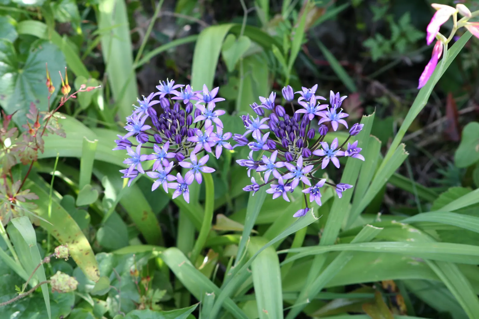 Peruvian Scilla (Scilla Peruviana) — Blooming in late spring to early summer; each cluster reaching up to 6 inches in height