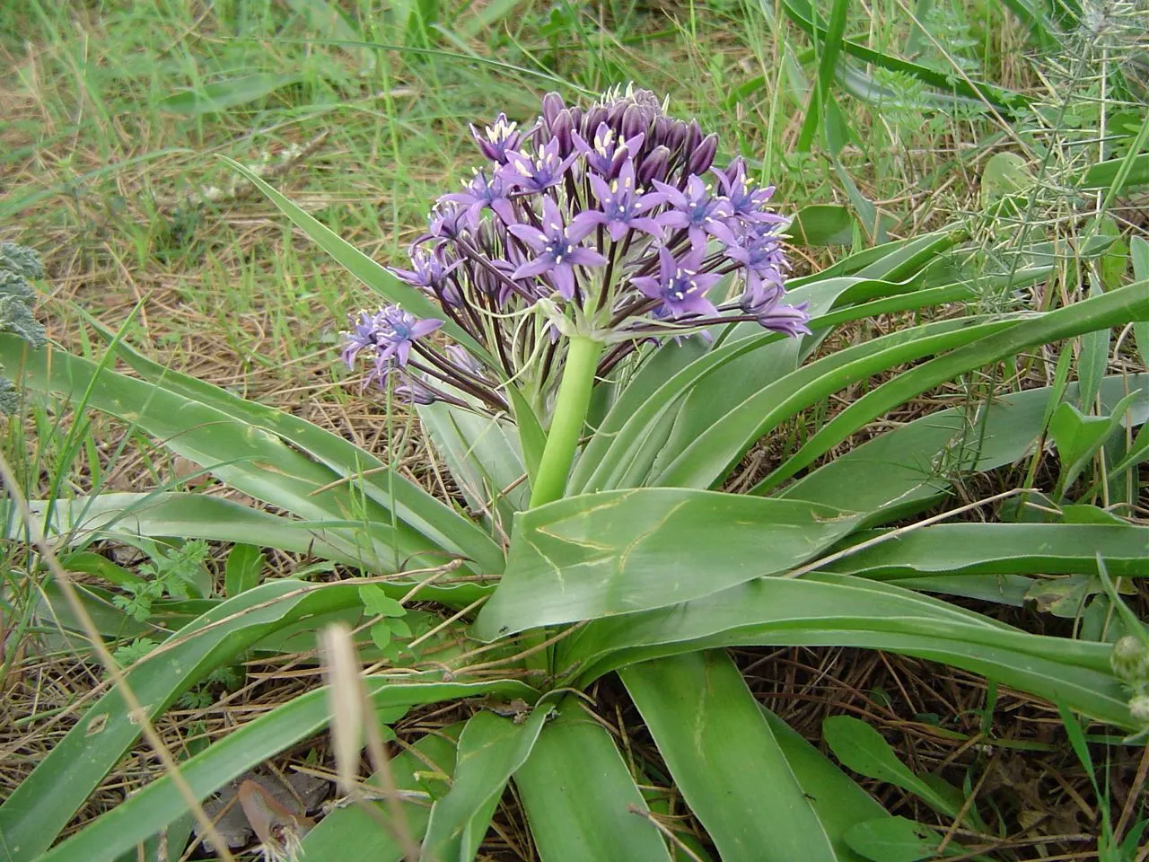 Peruvian Scilla (Scilla Peruviana) — This frost-tender beauty thrives in full sun to partial shade and well-drained soil