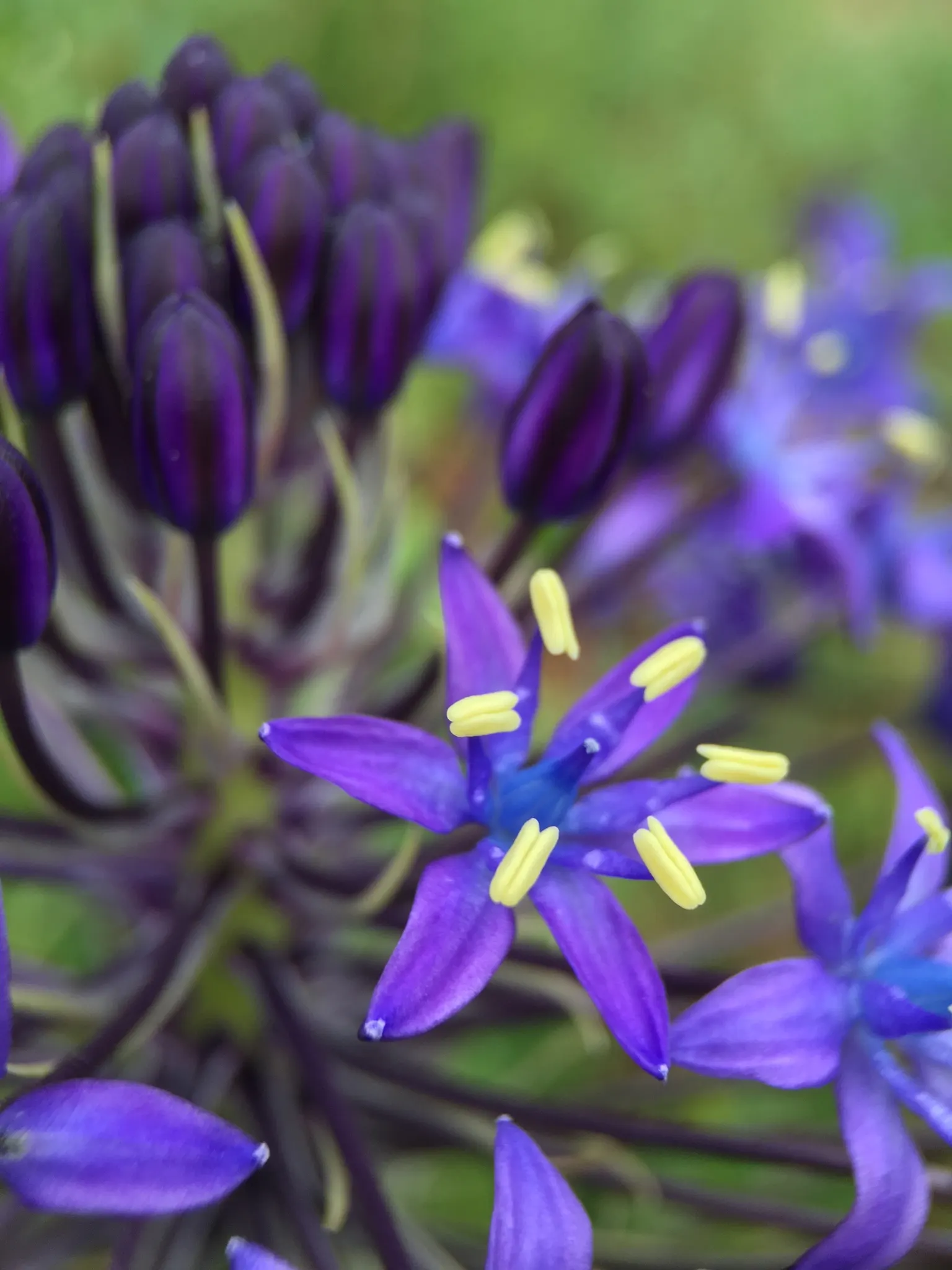 Peruvian Scilla (Scilla Peruviana) — providing a bold and eye-catching display during this time.<br><br>The foliage consists of a rosette of lush; ideal for