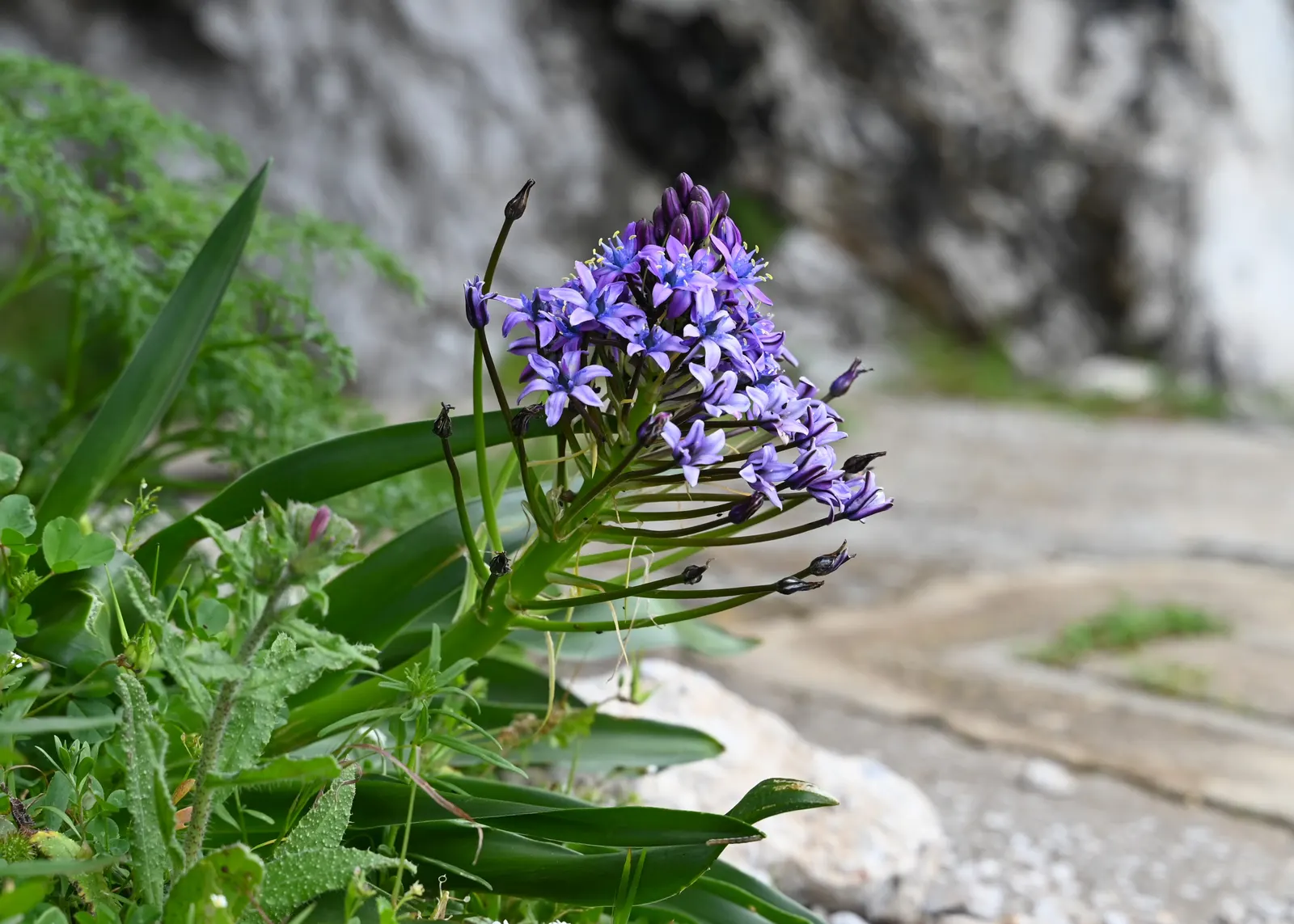 Peruvian Scilla (Scilla Peruviana) — is a striking bulbous perennial that offers a touch of vibrant color and unique texture to any garden; although it is