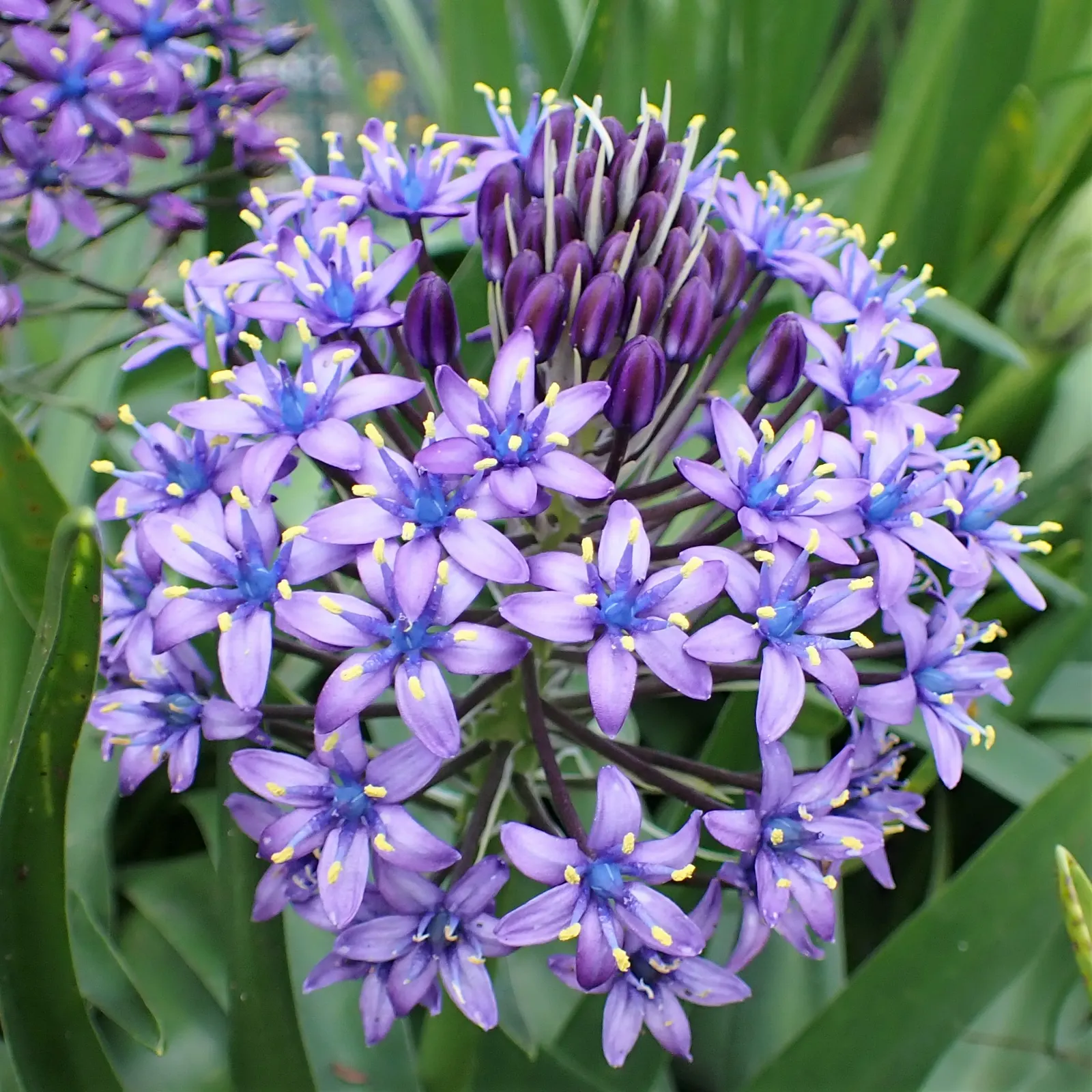 Peruvian Scilla (Scilla Peruviana) — which are a deep green and can grow up to 12-18 inches in length