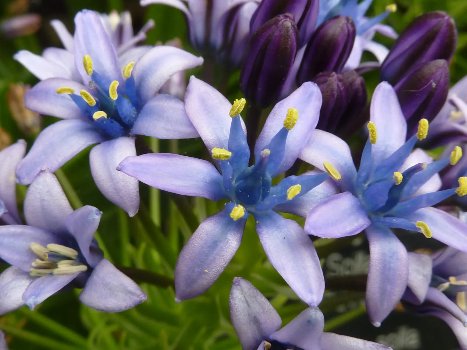 Peruvian Scilla (Scilla Peruviana) — which are a deep green and can grow up to 12-18 inches in length; providing a bold and eye-catching display, image 81