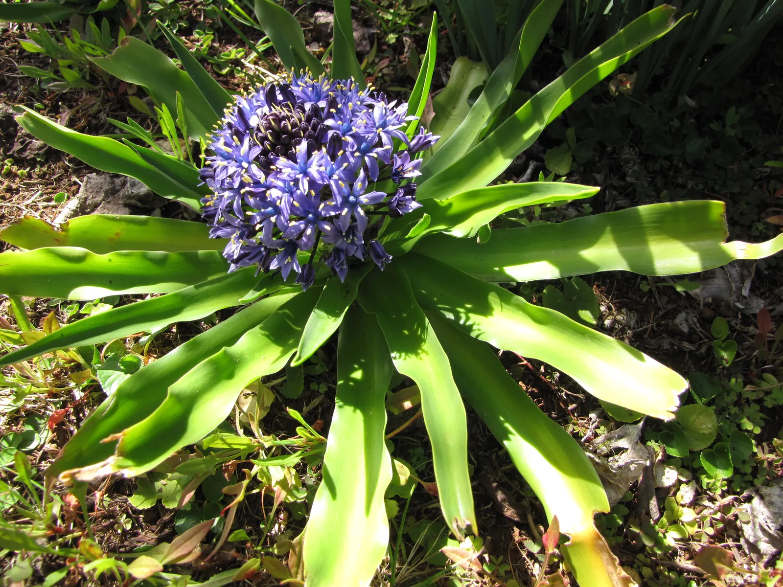 Peruvian Scilla (Scilla Peruviana) — bulb / perennial for full or half; this plant requires very little maintenance, image 88