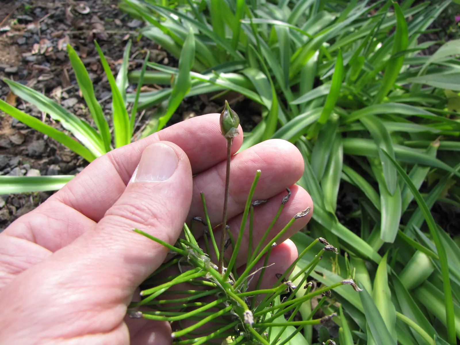 Peruvian Scilla (Scilla Peruviana) — Blooming in late spring to early summer