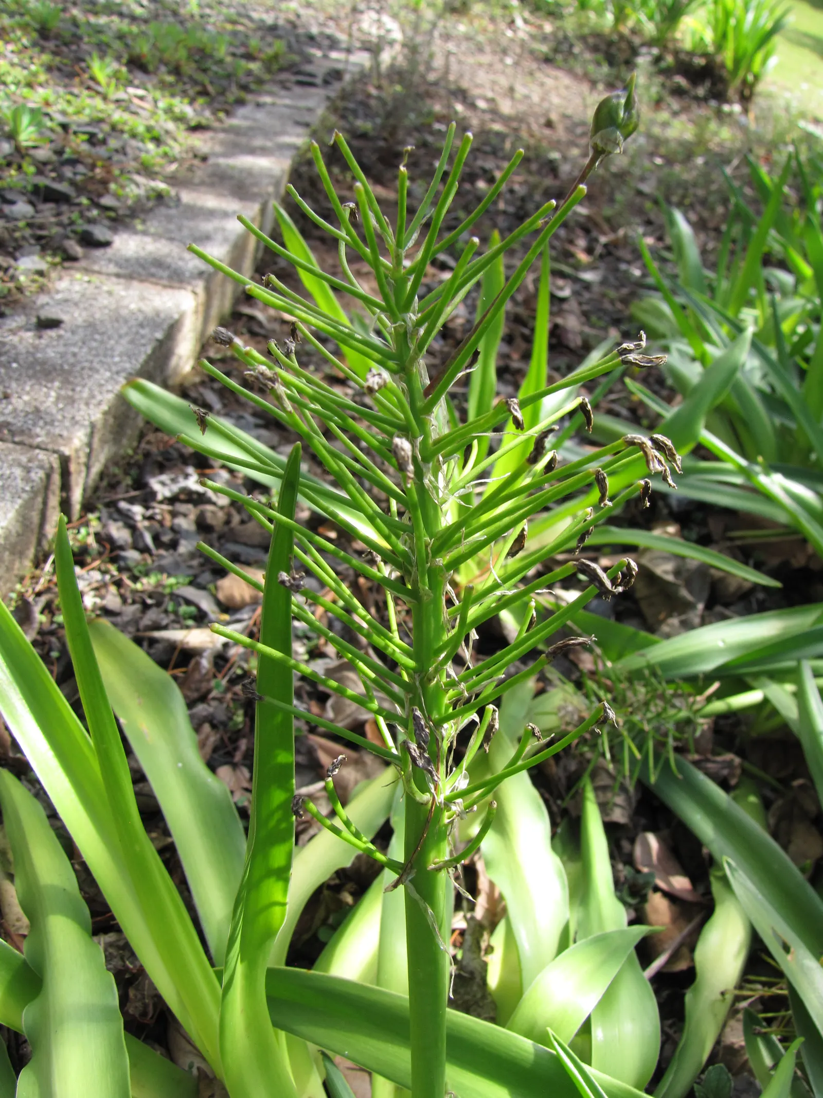 Peruvian Scilla (Scilla Peruviana) — conical clusters of star-shaped; deep blue to violet flowers, image 46