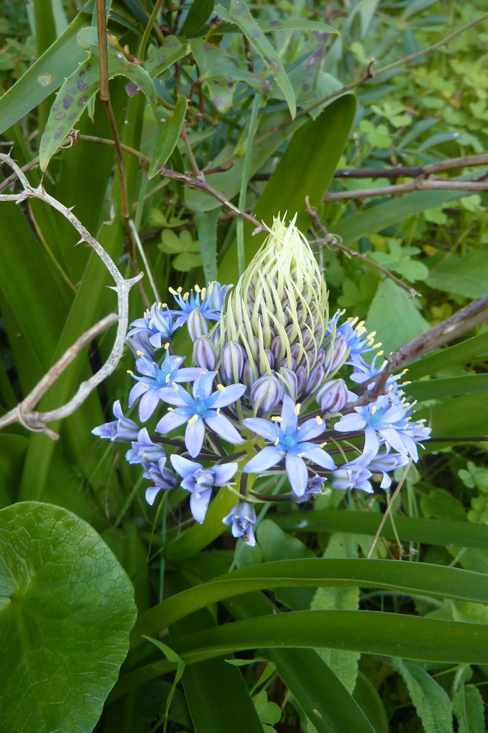 Peruvian Scilla (Scilla Peruviana) — ideal for borders and container gardening; conical clusters of star-shaped, image 73