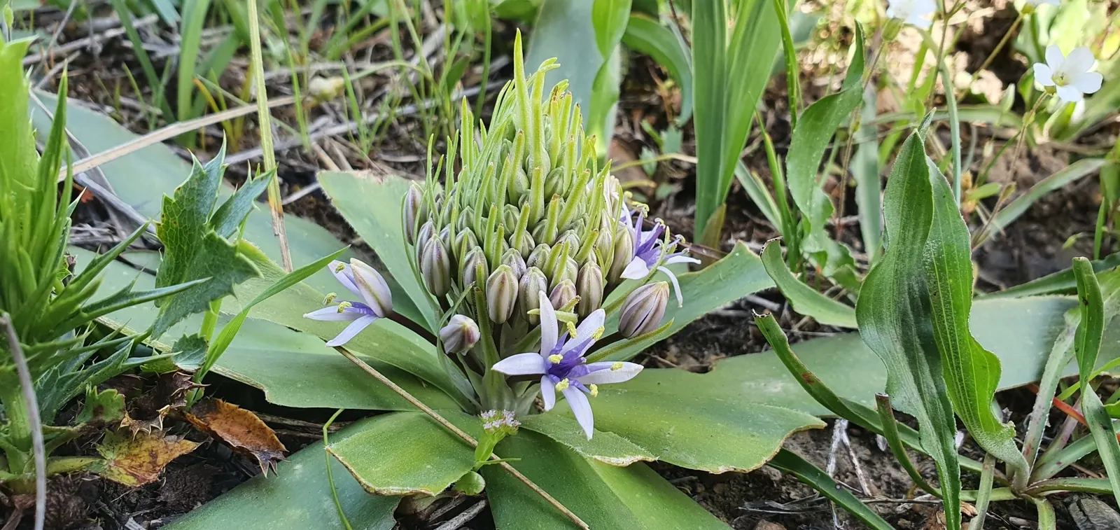 Peruvian Scilla (Scilla Peruviana) — This frost-tender beauty thrives in full sun to partial shade and well-drained soil; it offers an ideal choice, image 72