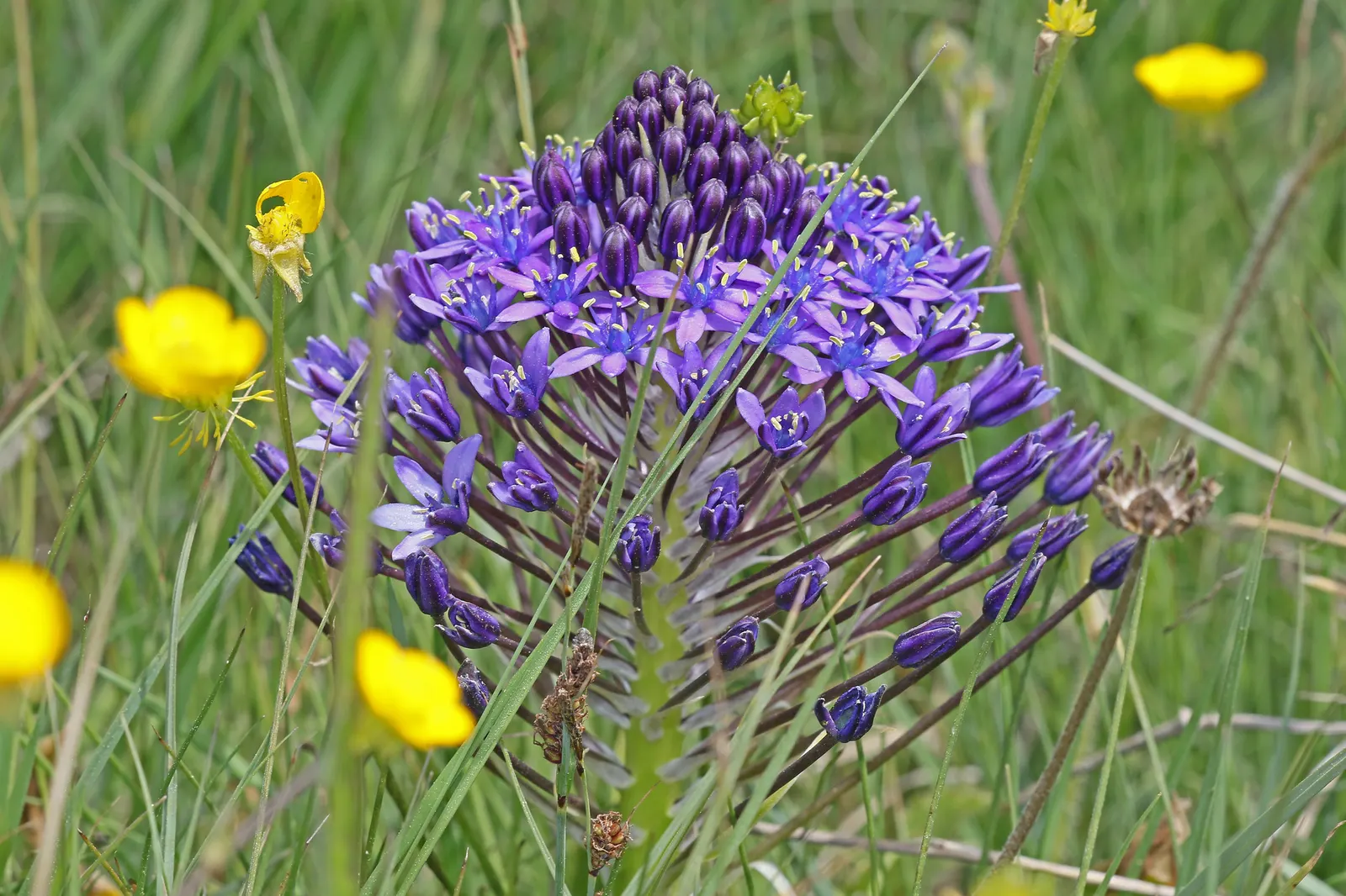 Peruvian Scilla (Scilla Peruviana) — Hardy in USDA zones 7b to 10; the bloom period typically occurs in late spring to early summer