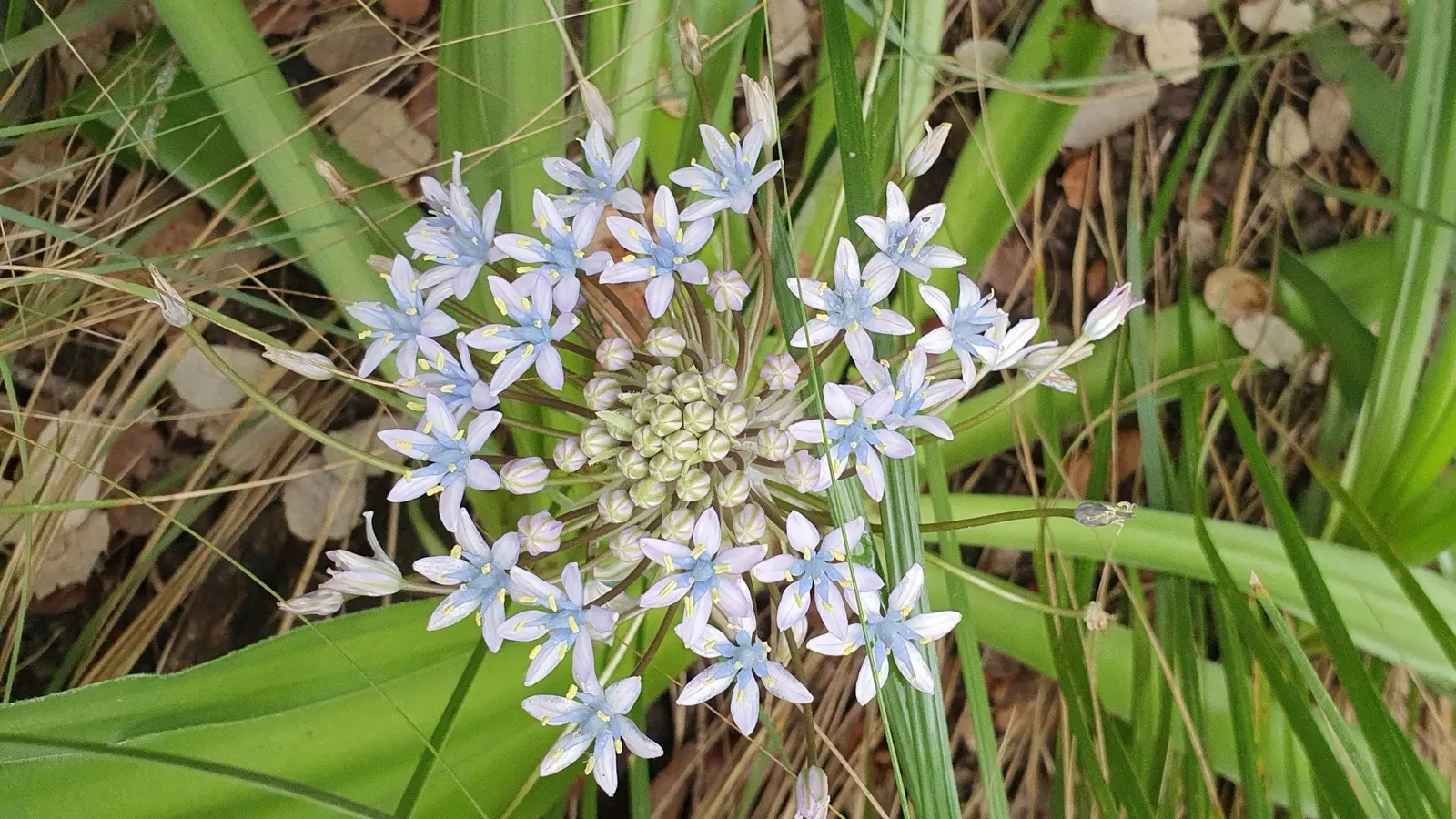 Peruvian Scilla (Scilla Peruviana) — blue and purple flowers in the garden; the plant spans roughly 8-12 inches wide with broad, image 86