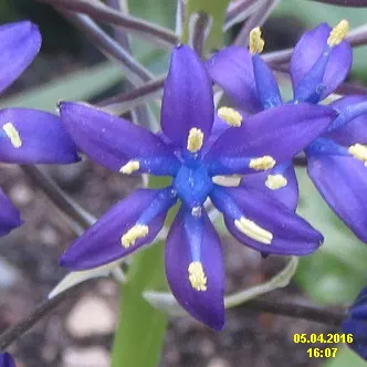 Peruvian Scilla (Scilla Peruviana) — erect stalks reaching up to 12-18 inches in height; which are a deep green and can grow up to 12-18 inches in, image 78