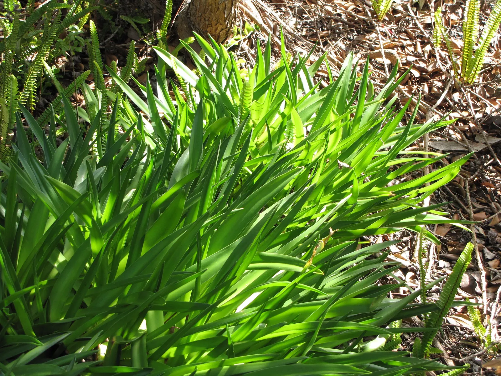 Peruvian Scilla (Scilla Peruviana) — each cluster reaching up to 6 inches in height; hardy in USDA zones 7b to 10, image 69